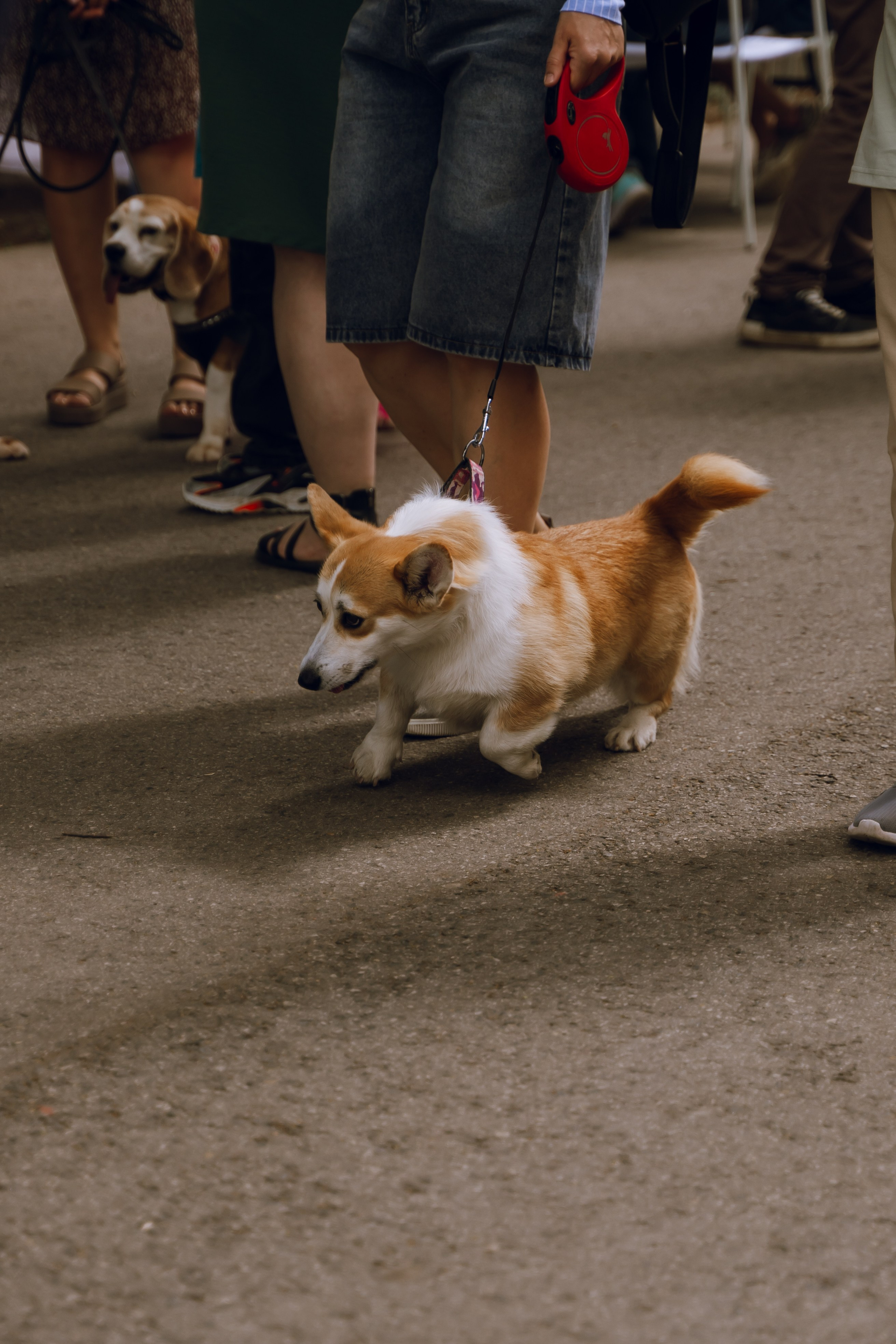 Площадка фестиваля «Мампус и его друзья» в Лесопарке 2025. Фотограф Надежда Погребняк | Рязань | Москва