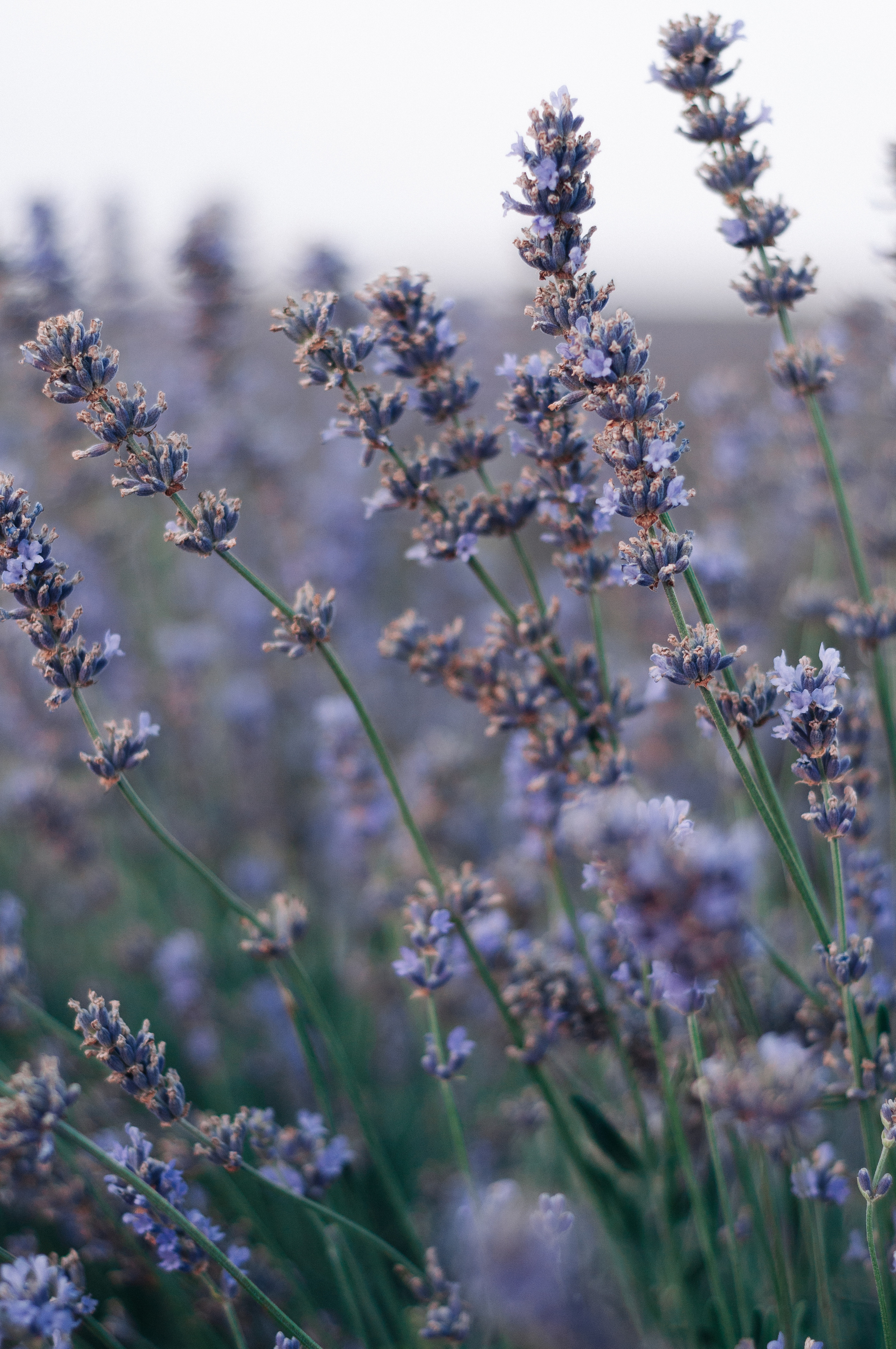 Катя. Дмитрий Шалыгин — Ваш фотограф в Севастополе и Крыму