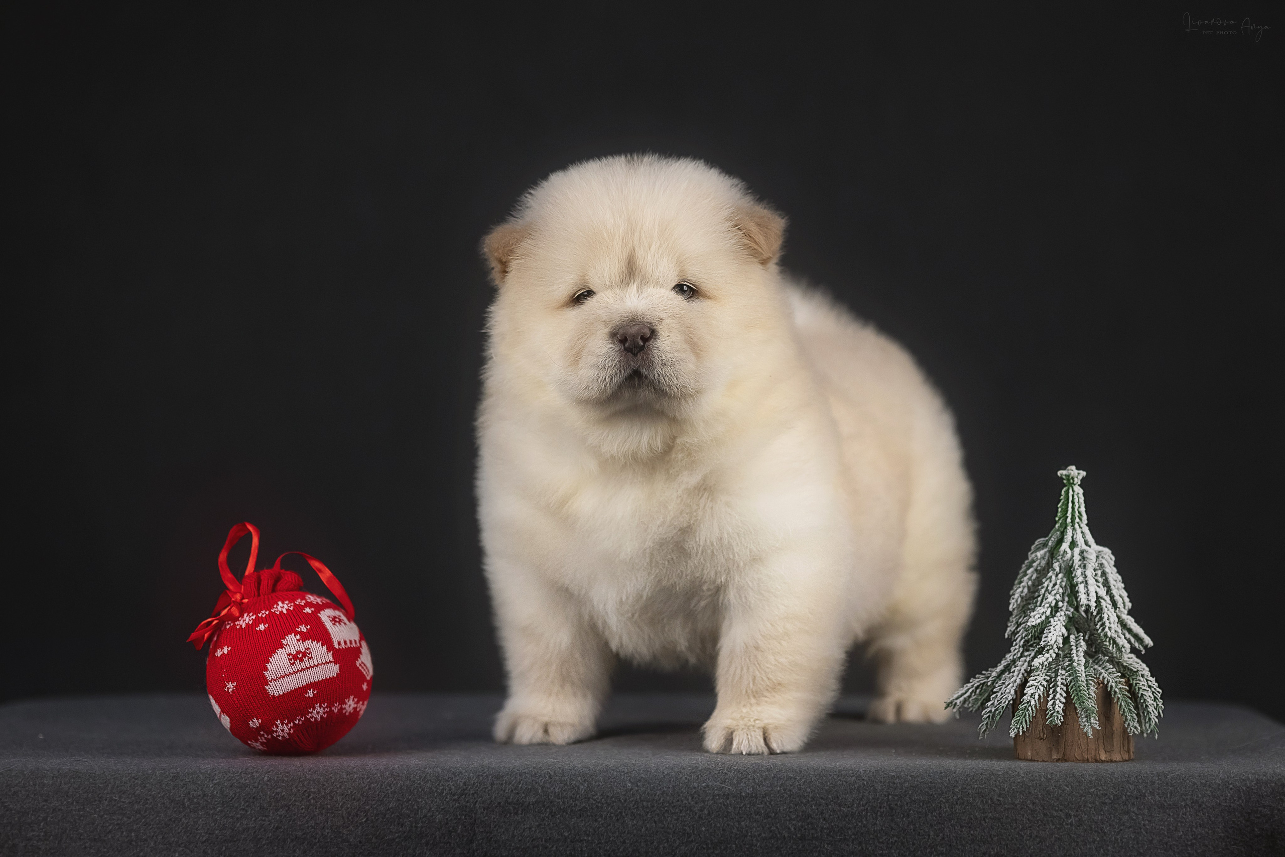 Чаушки. Фотограф анималист Аня Ливанова | Рыбинск