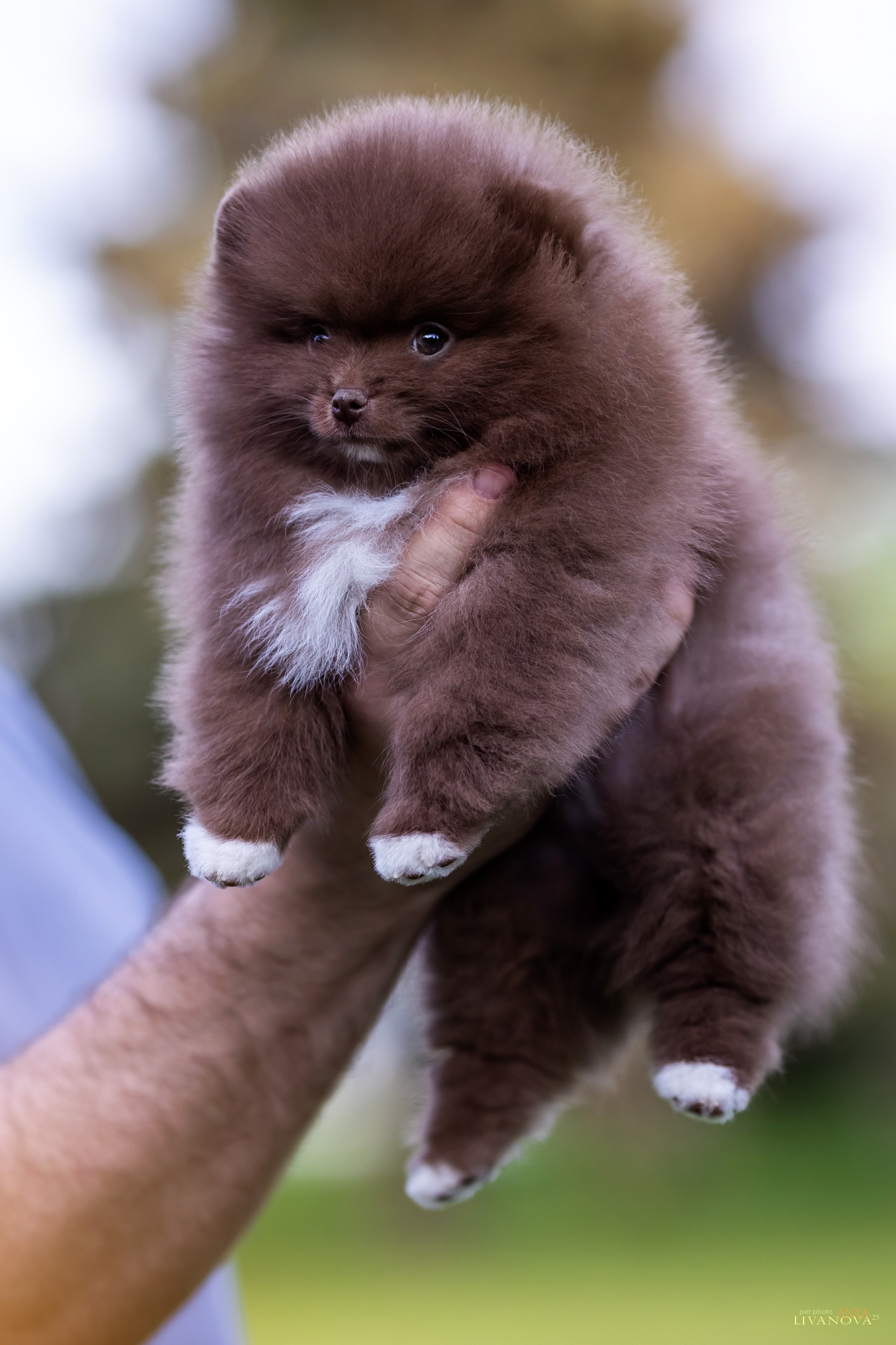 Шпицы. Фотограф анималист Аня Ливанова | Рыбинск