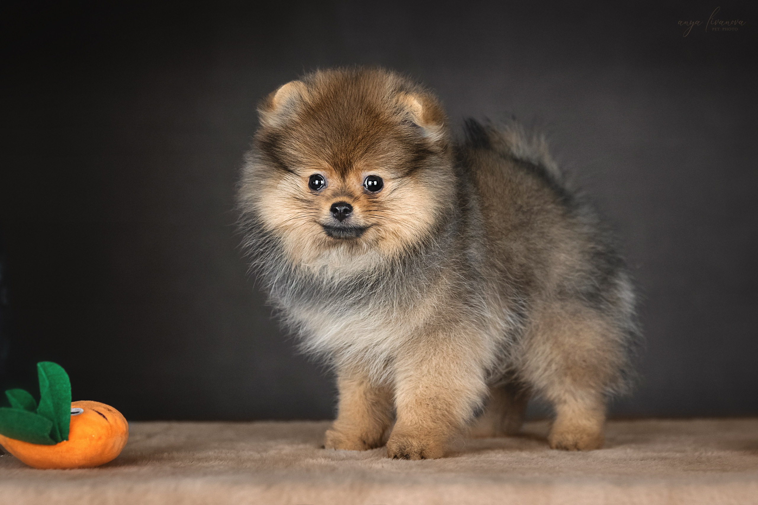 Шпицулики. Фотограф анималист Аня Ливанова | Рыбинск