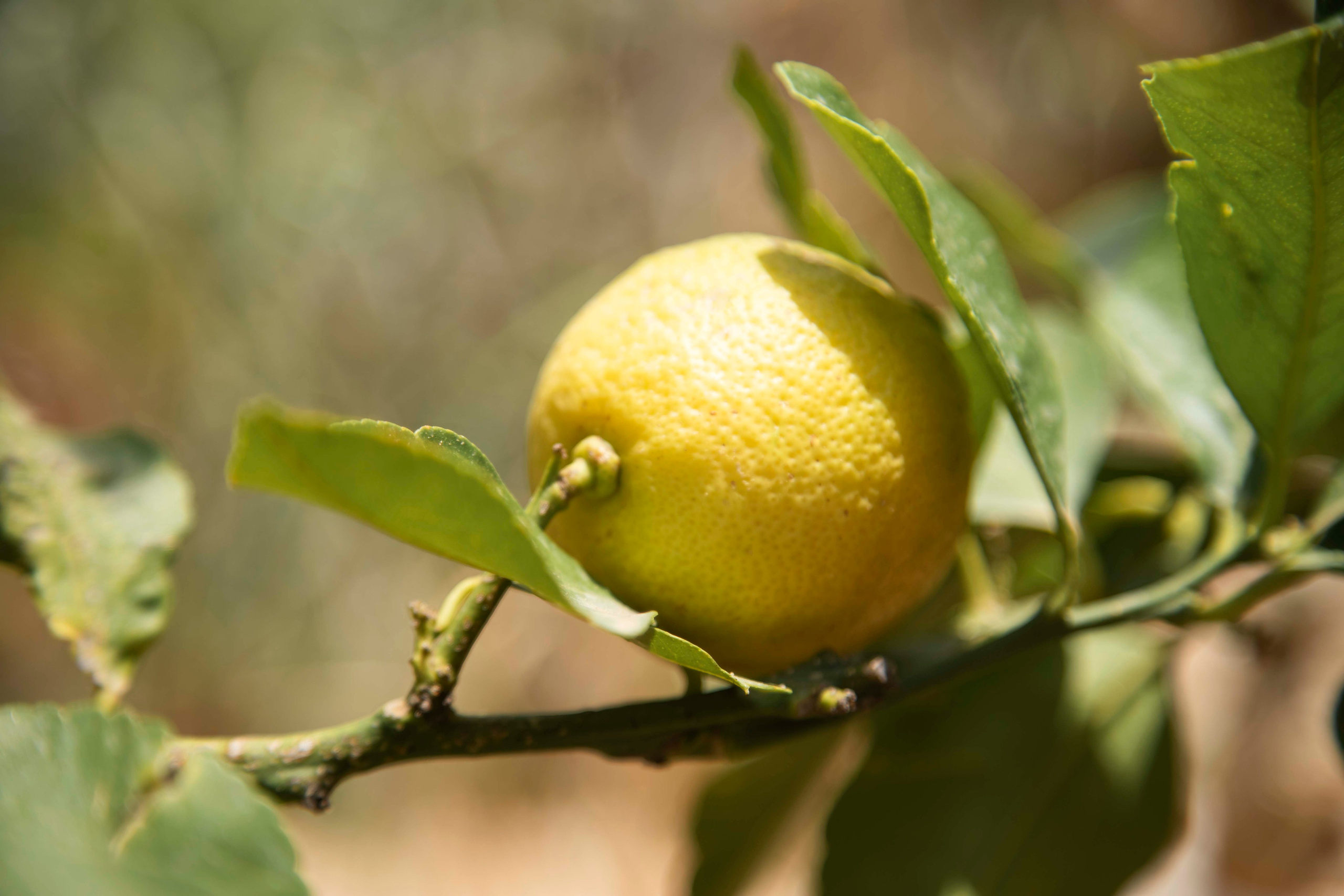 Lera. Семейный и детский фотограф в Санкт-Петербург. Natalia Fadel