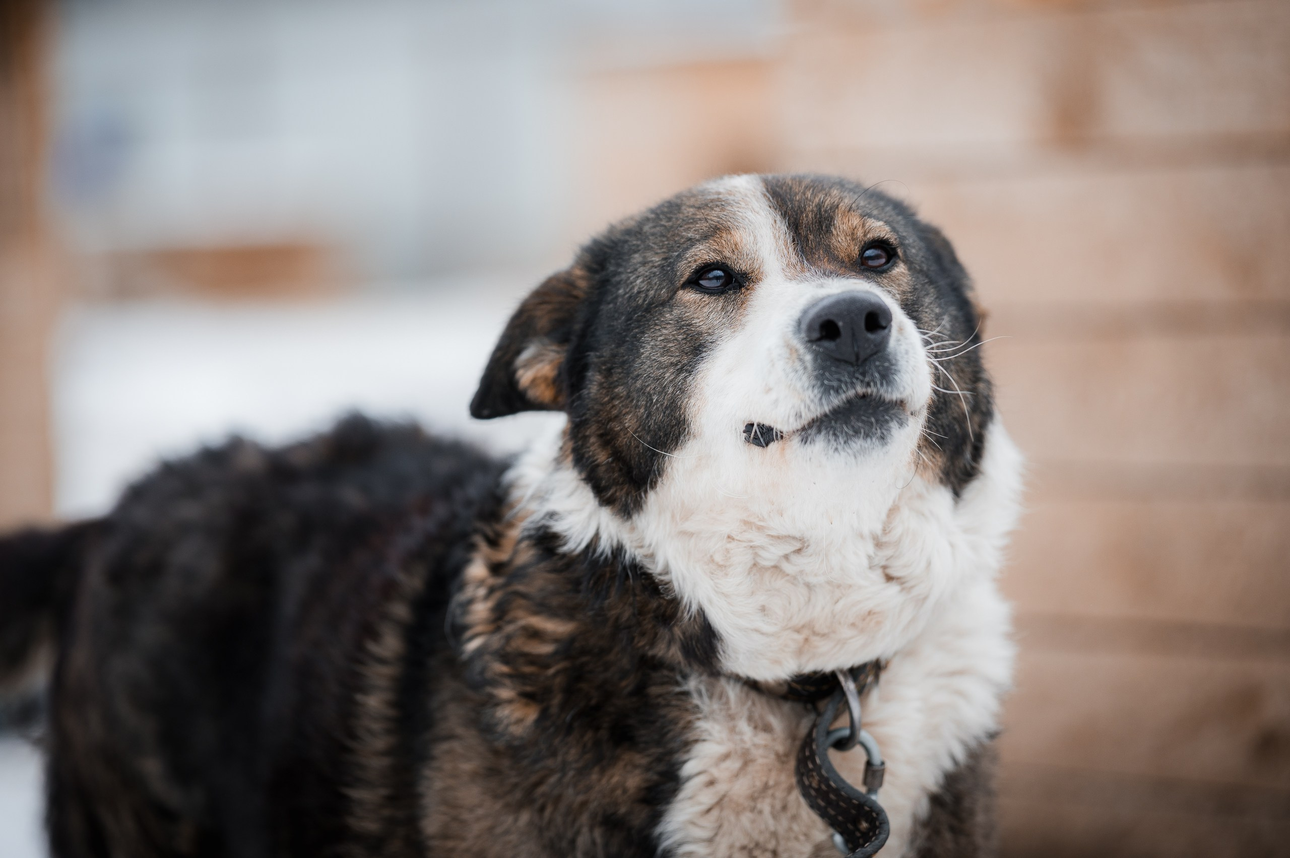 Арси. Улыбка собаки — спасение и пристройство бездомных собак