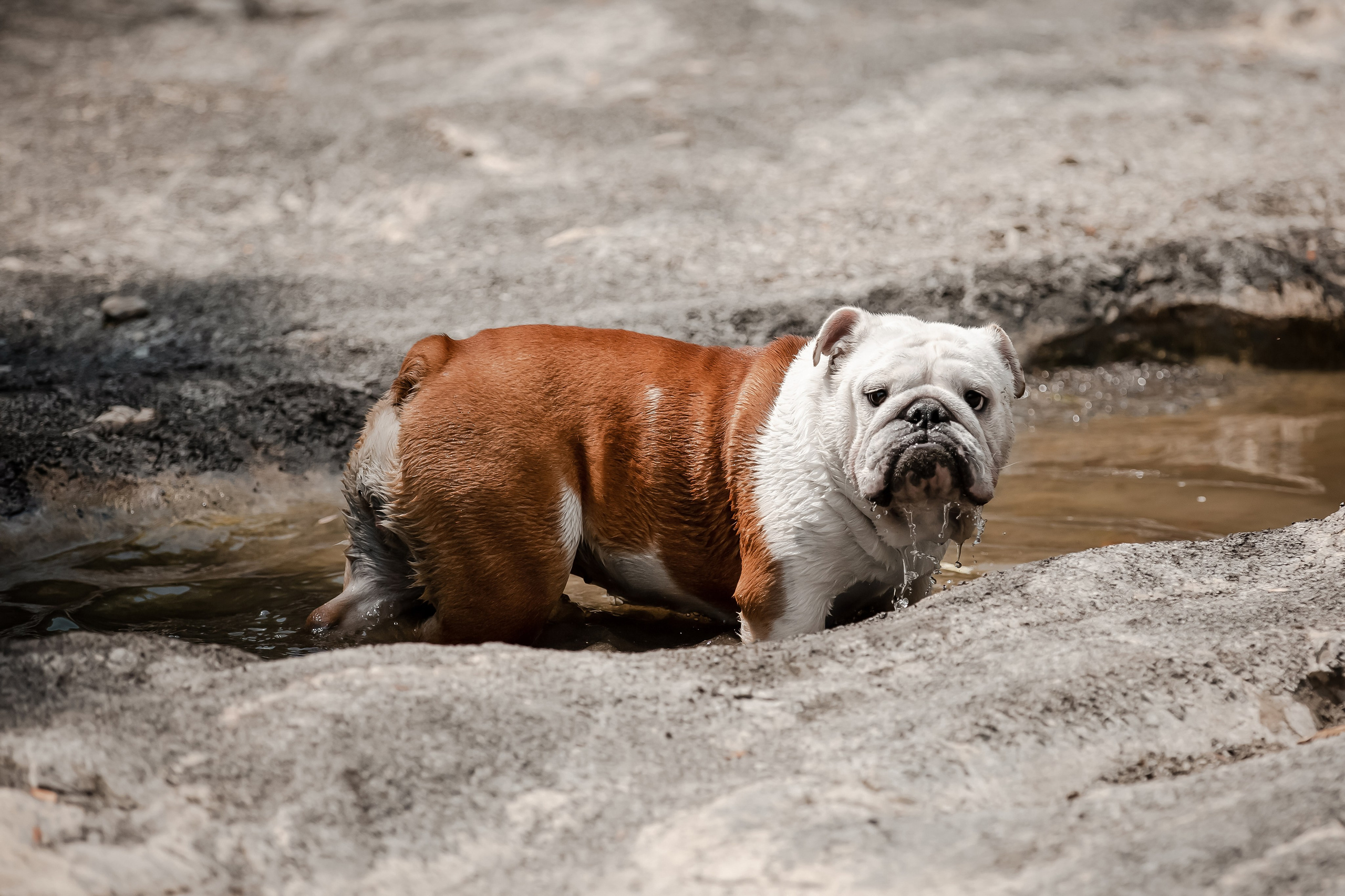 Фотосессия английского бульдога на речке. Фотограф-анималист в Краснодаре Маша Мельникова
