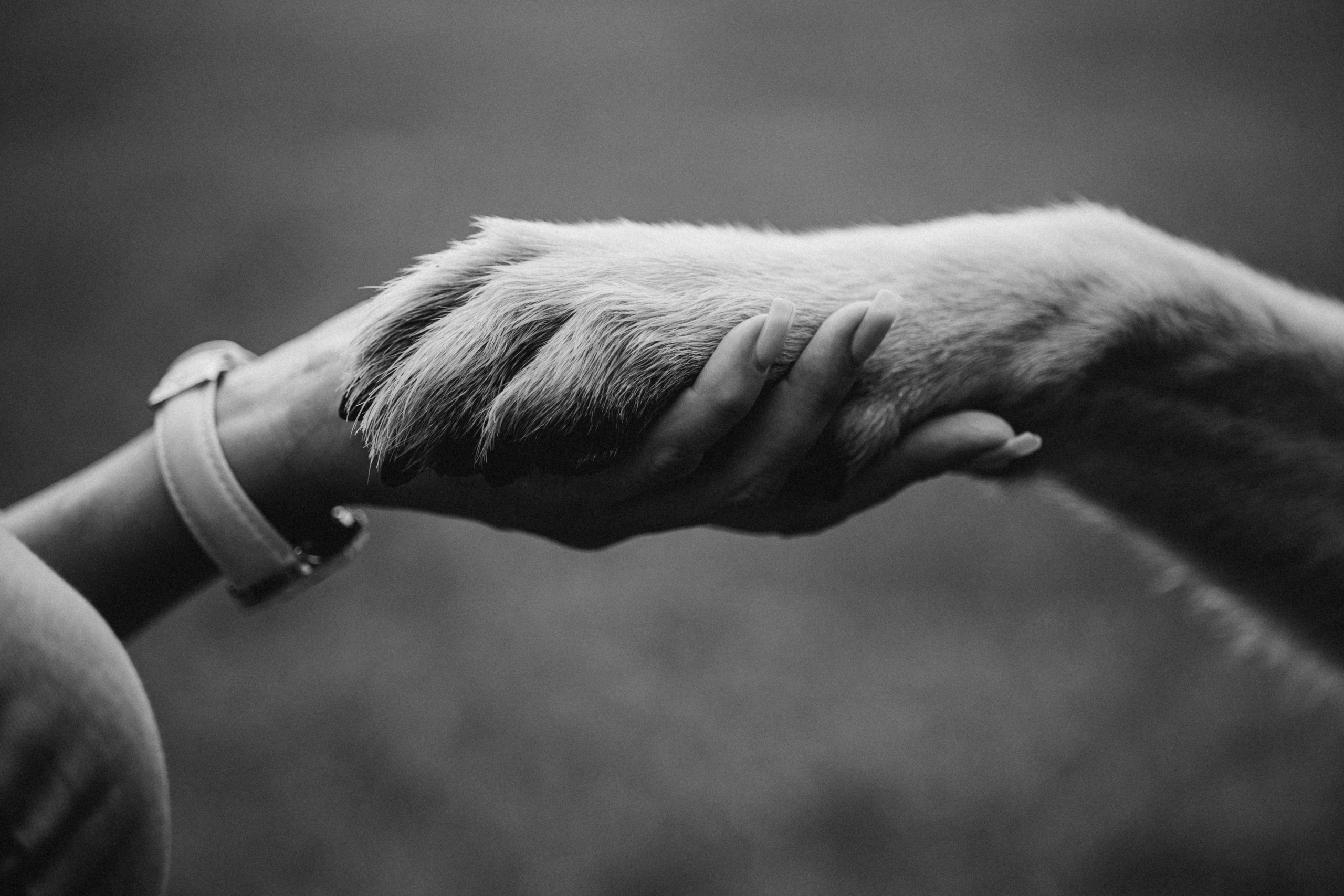 Рей и Ксения. Фотограф — Анималист | Санкт-Петербург