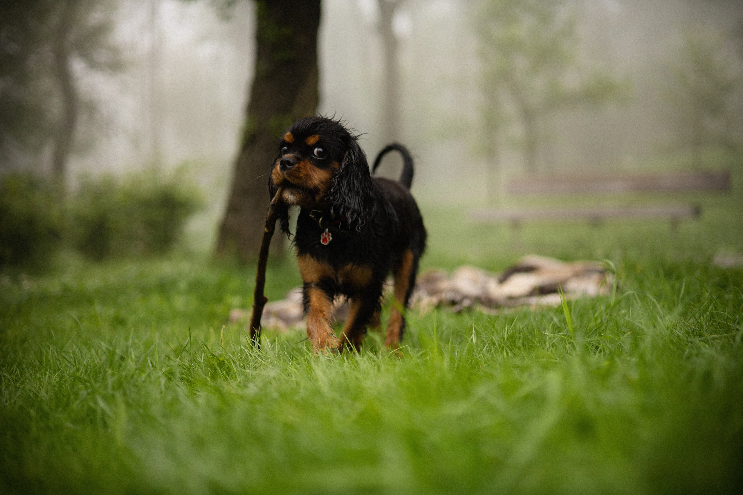 Алёна и Каспер. Фотограф — анималист Владивосток, Алина