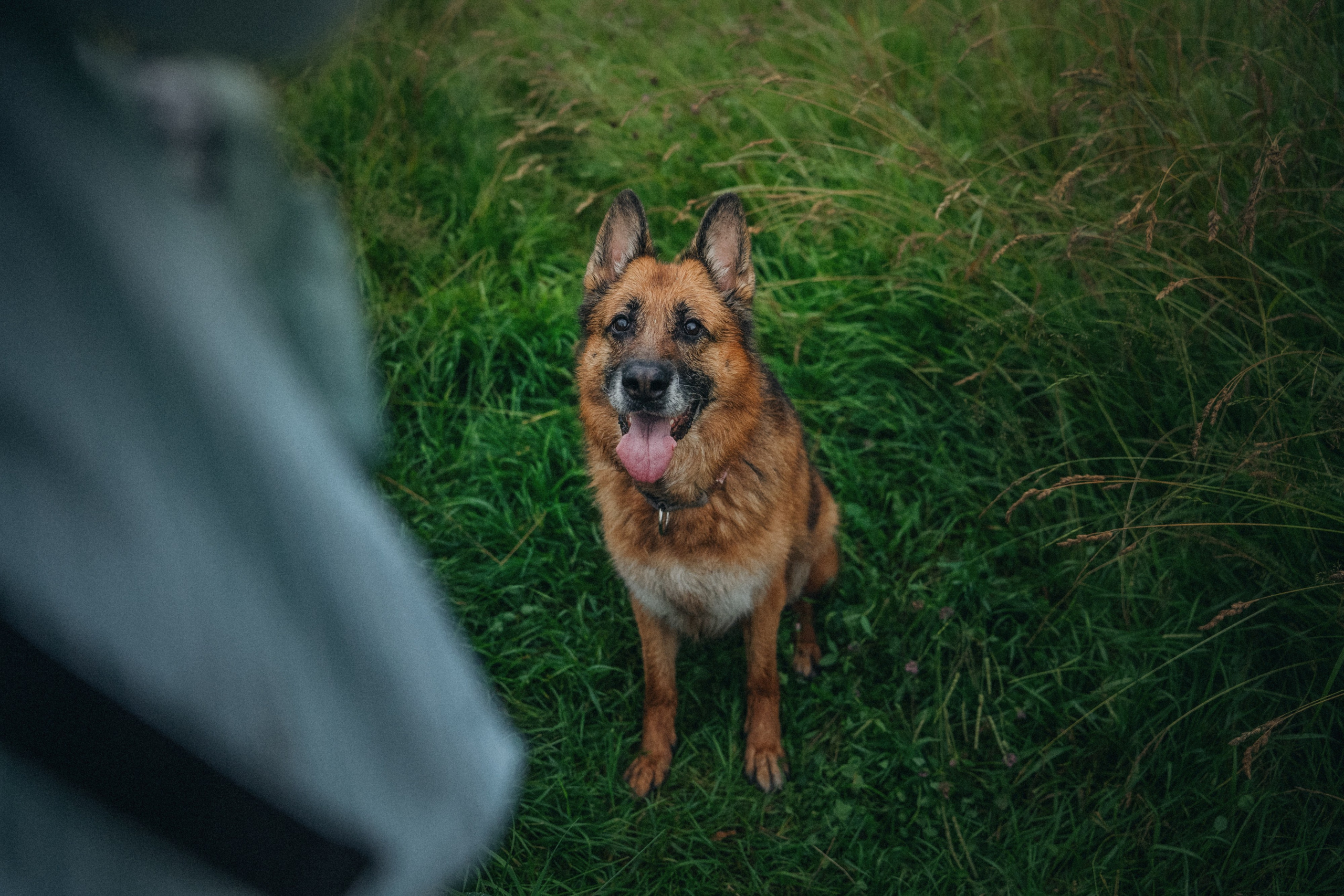 Вика и Фрея. Фотограф анималист в Москве и Санкт-Петербурге Свиридова Анна