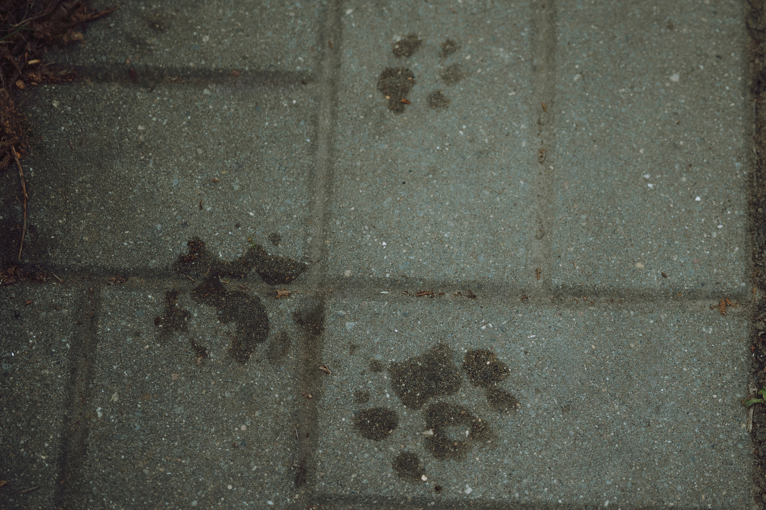 Паша, Хайди и Тея