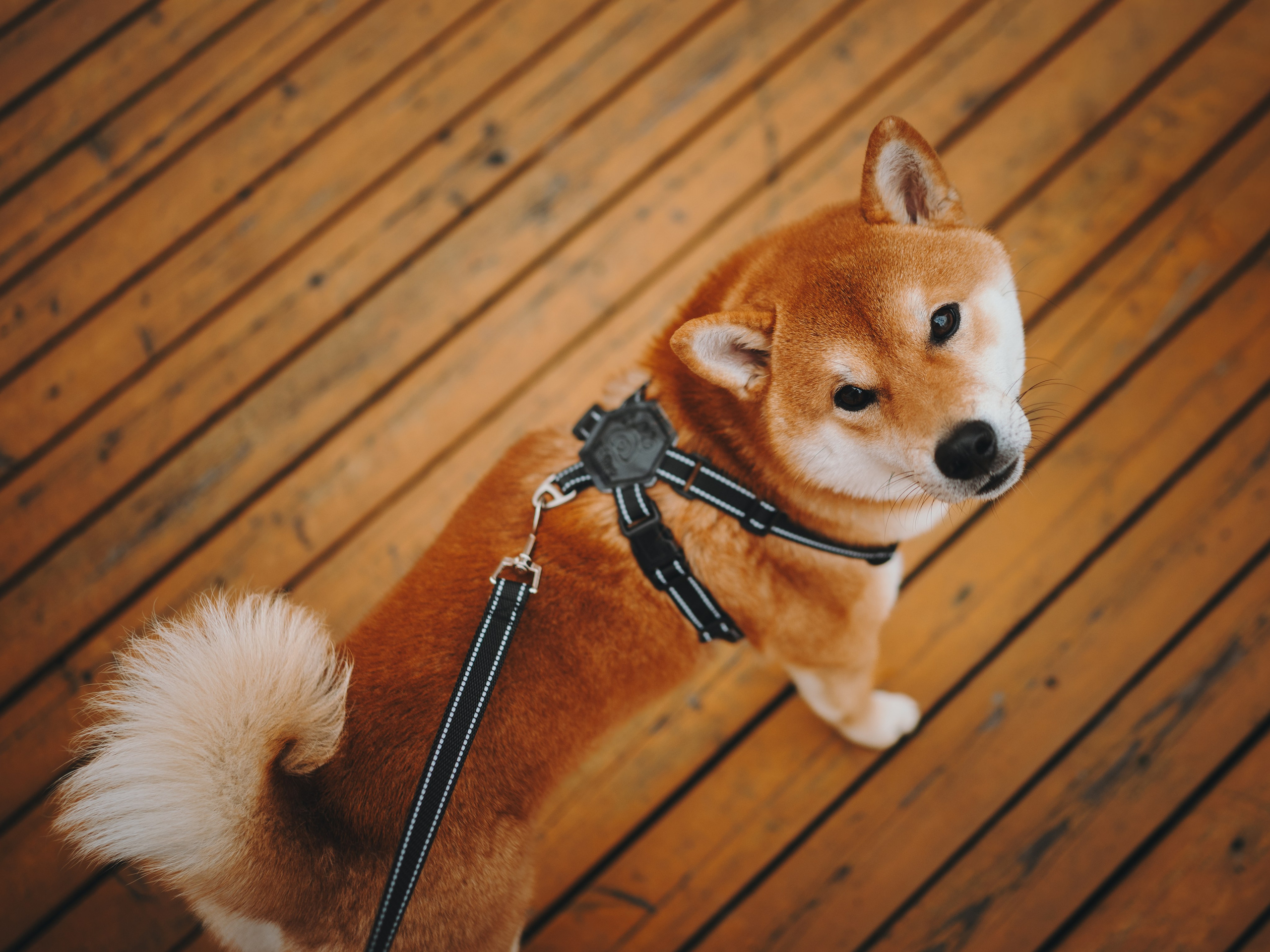 Pawsitive. Семейный фотограф анималист Ананьева Мария — Москва