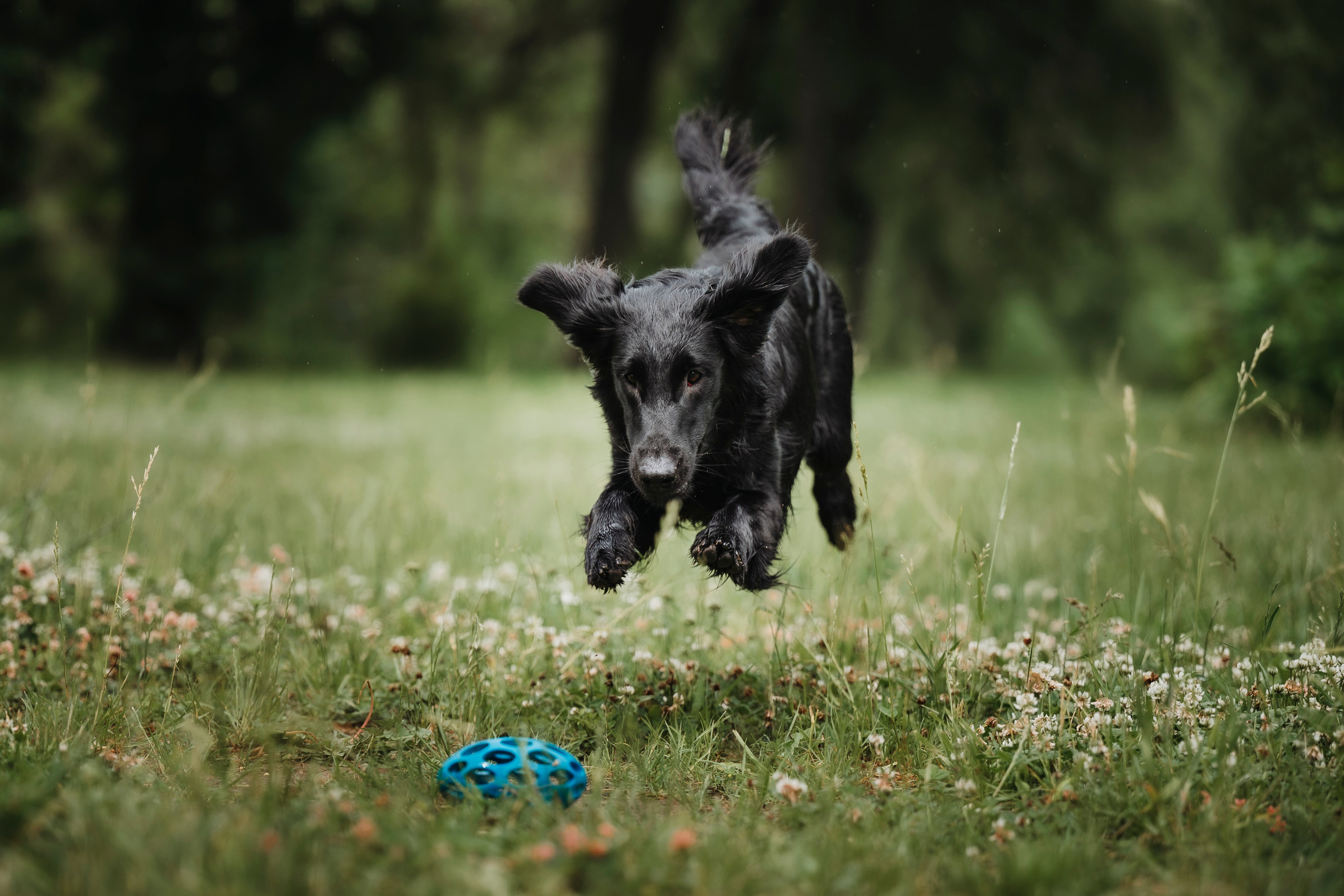 Настя и Демида. Семейный фотограф анималист Ананьева Мария — Москва