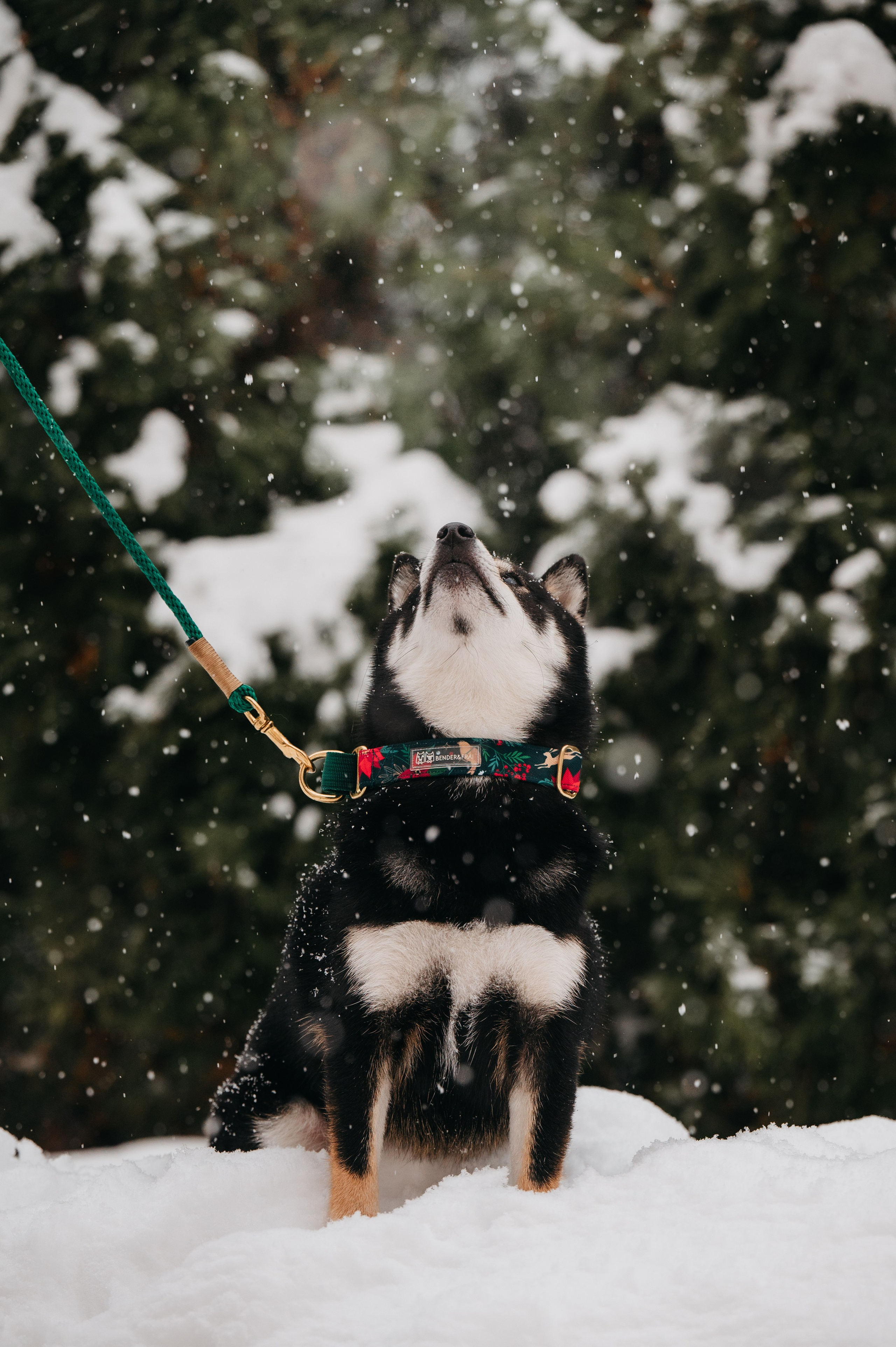 Bender&Frai. Зимняя коллекция. Семейный фотограф анималист Ананьева Мария — Москва