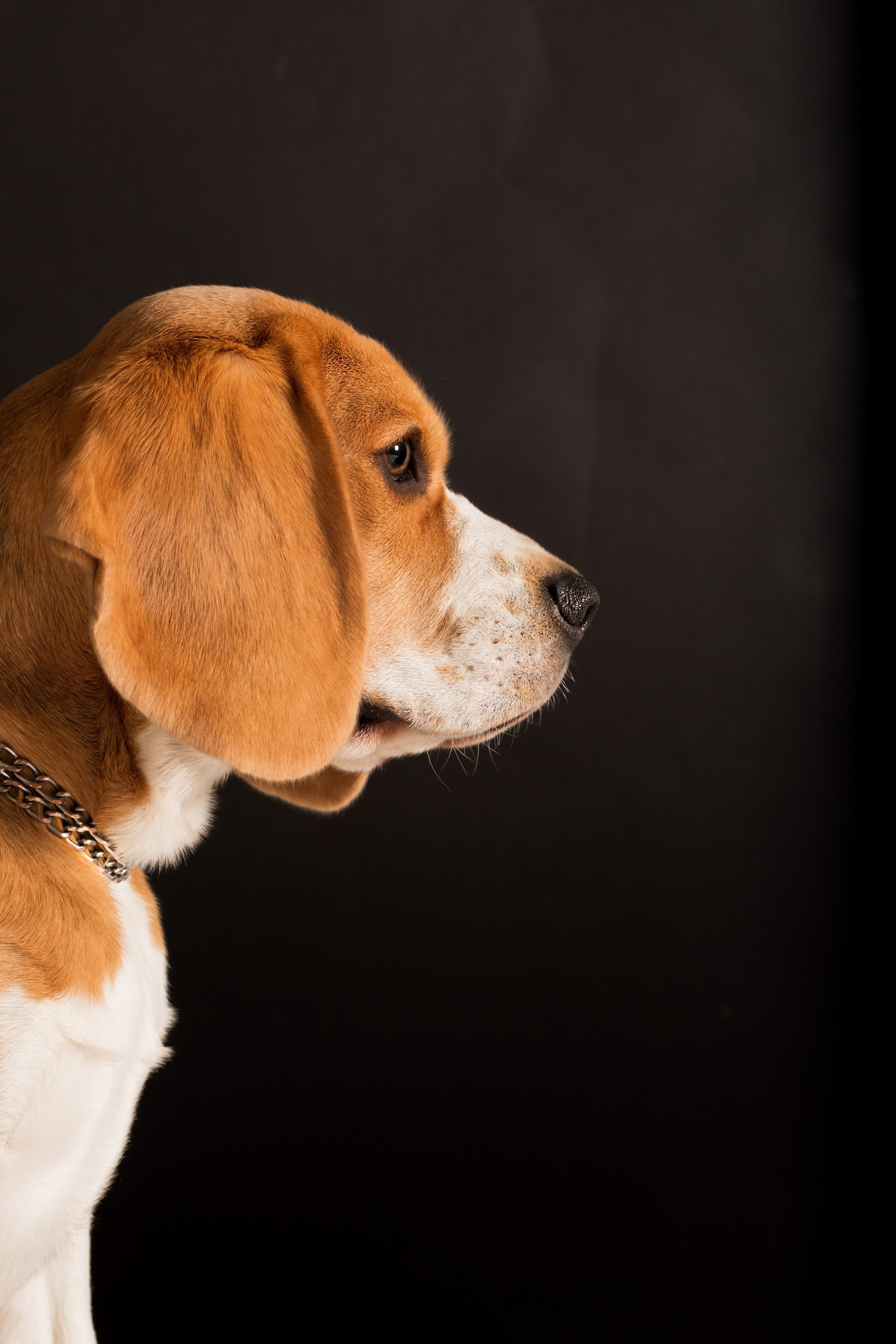 Студийные фотосъёмки. Фотограф-анималист Павлова Любовь