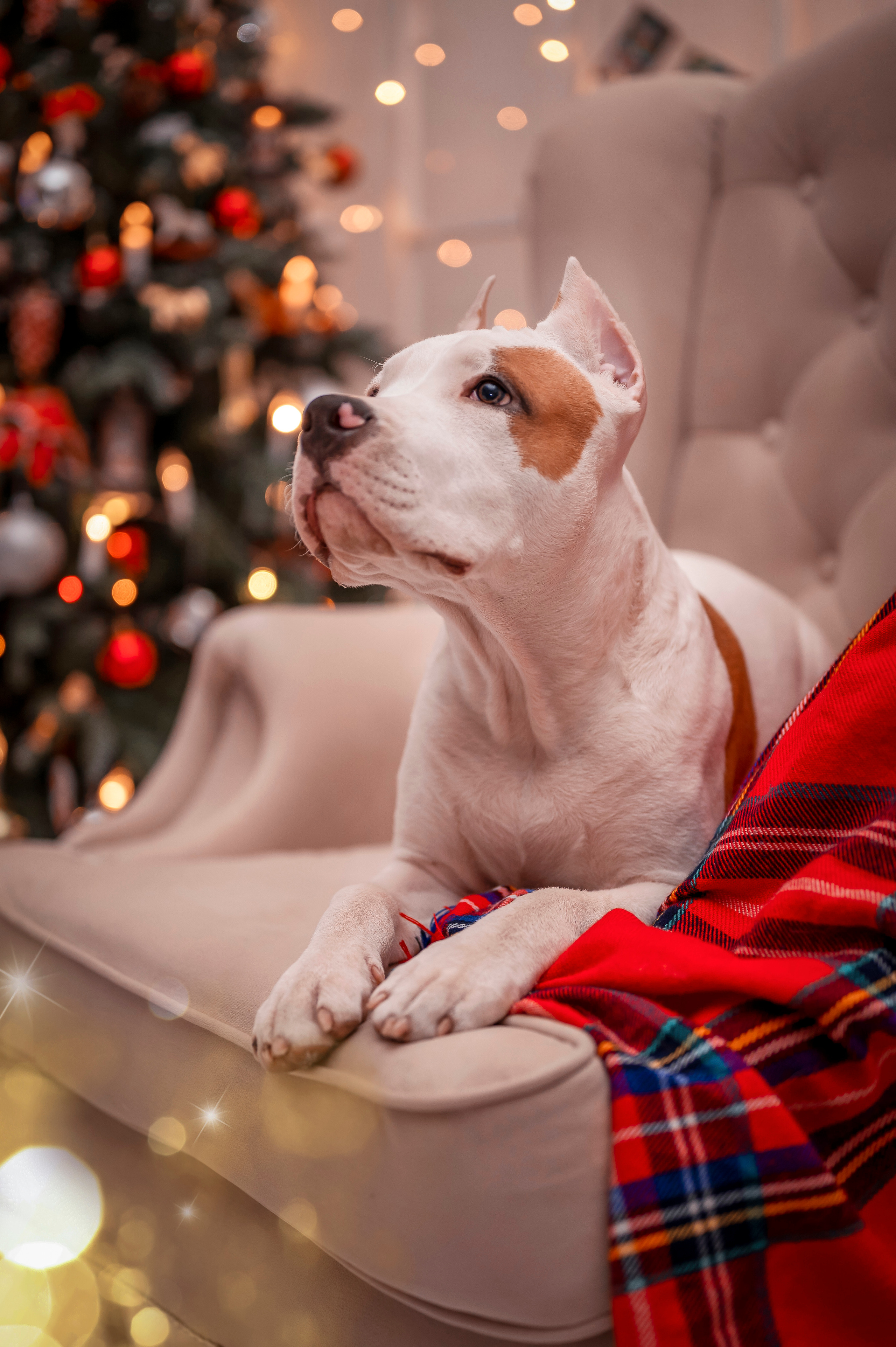 Буч. Семейный и детский фотограф в Канске и Канском р-не, Красноярск и