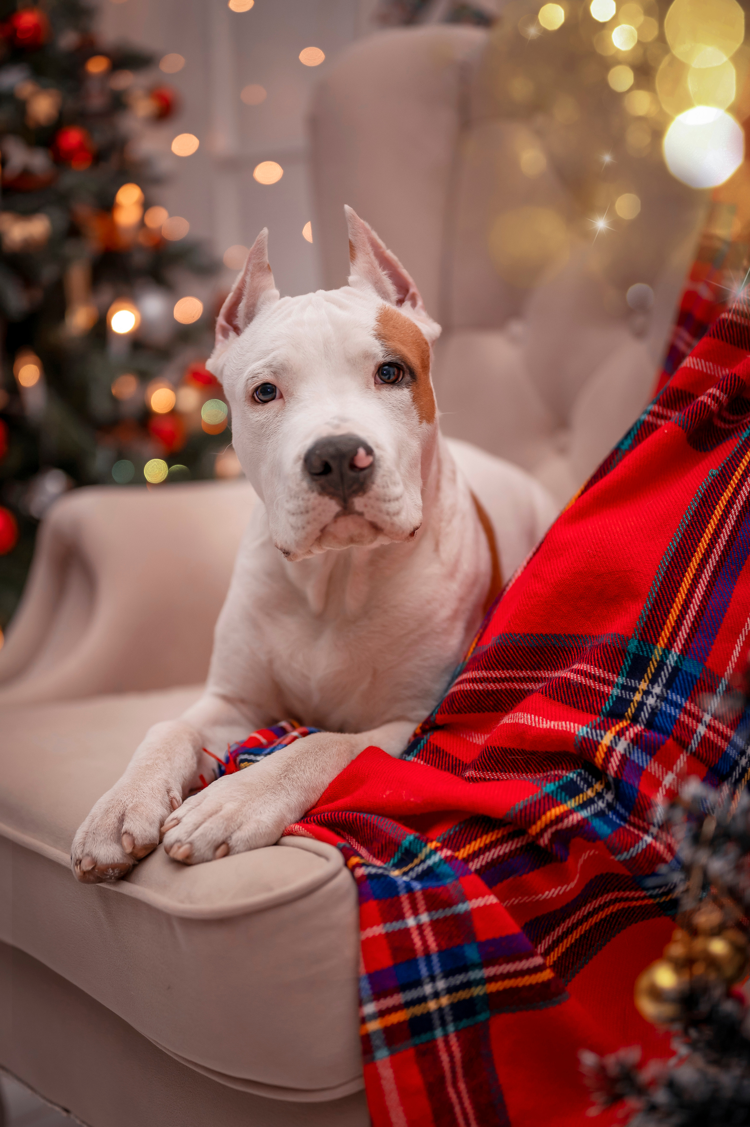 Буч. Семейный и детский фотограф в Канске и Канском р-не, Красноярск и