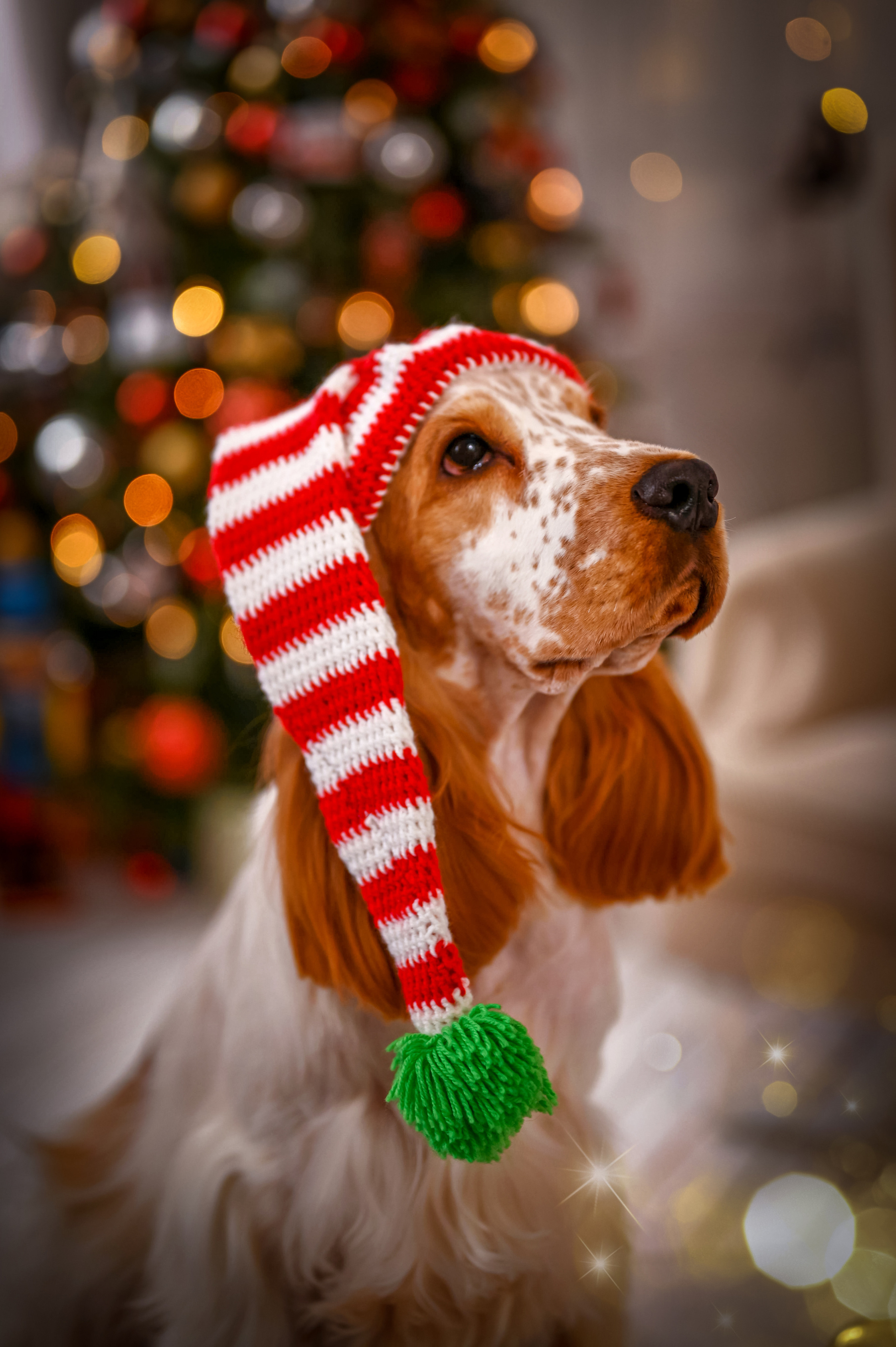Чеддер. Семейный и детский фотограф в Канске и Канском р-не, Красноярск и