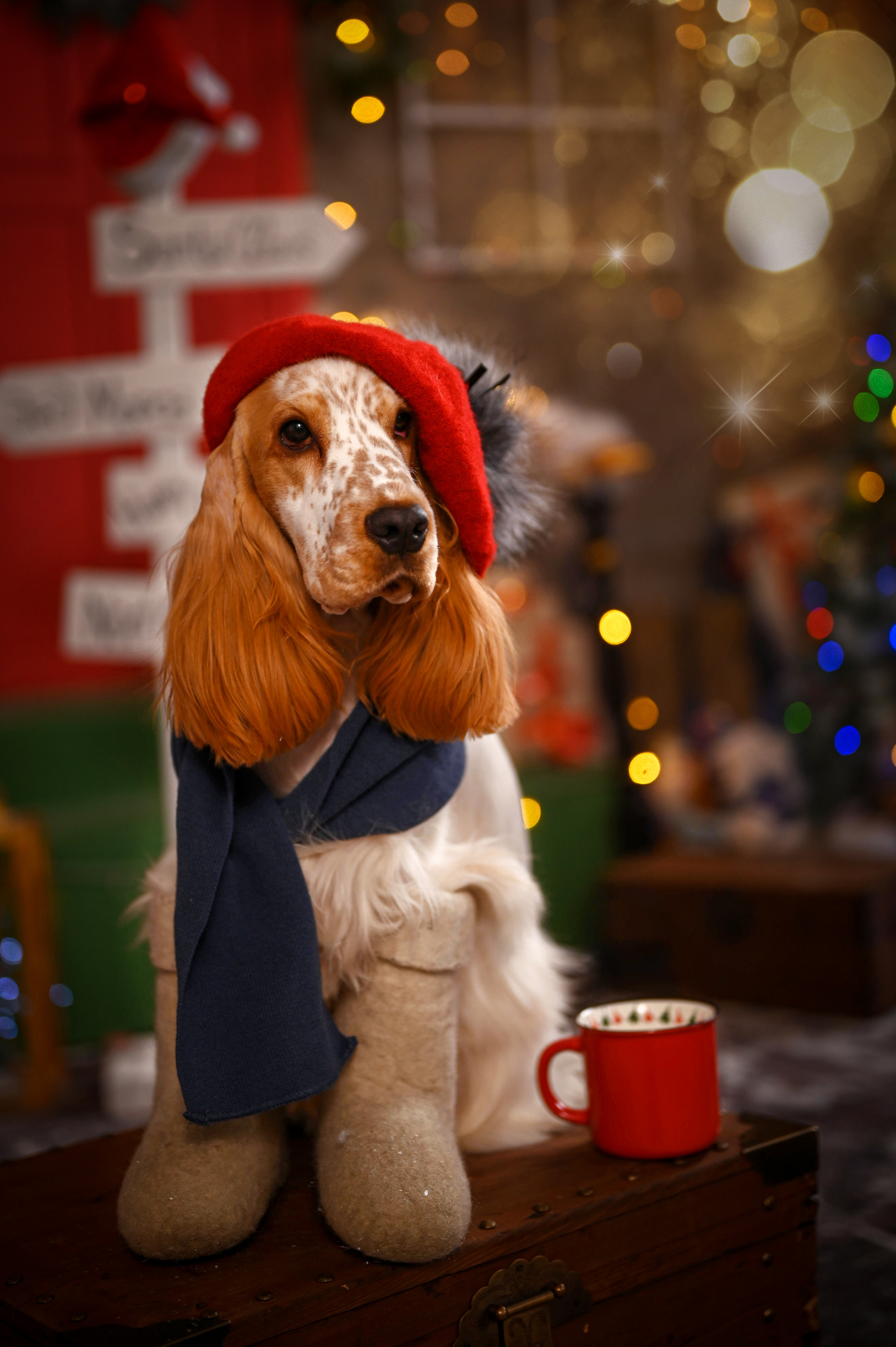 Чеддер. Семейный и детский фотограф в Канске и Канском р-не, Красноярск и