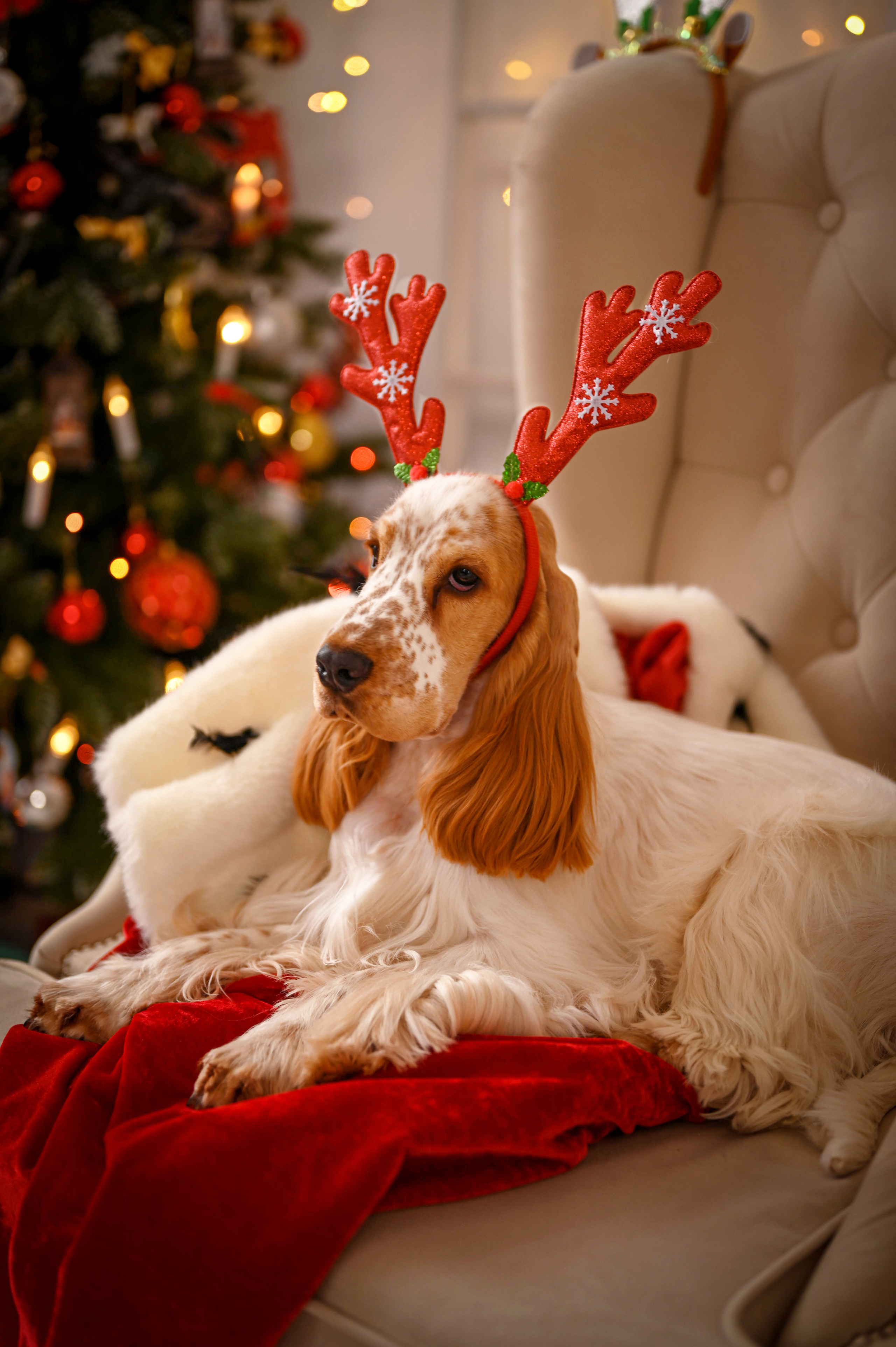 Чеддер. Семейный и детский фотограф в Канске и Канском р-не, Красноярск и
