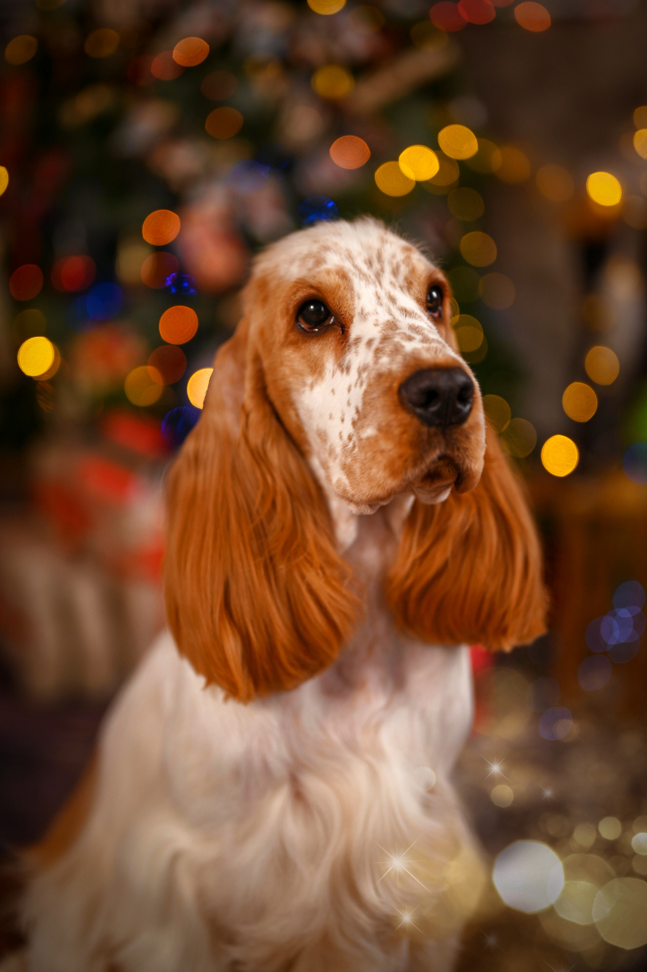 Чеддер. Семейный и детский фотограф в Канске и Канском р-не, Красноярск и