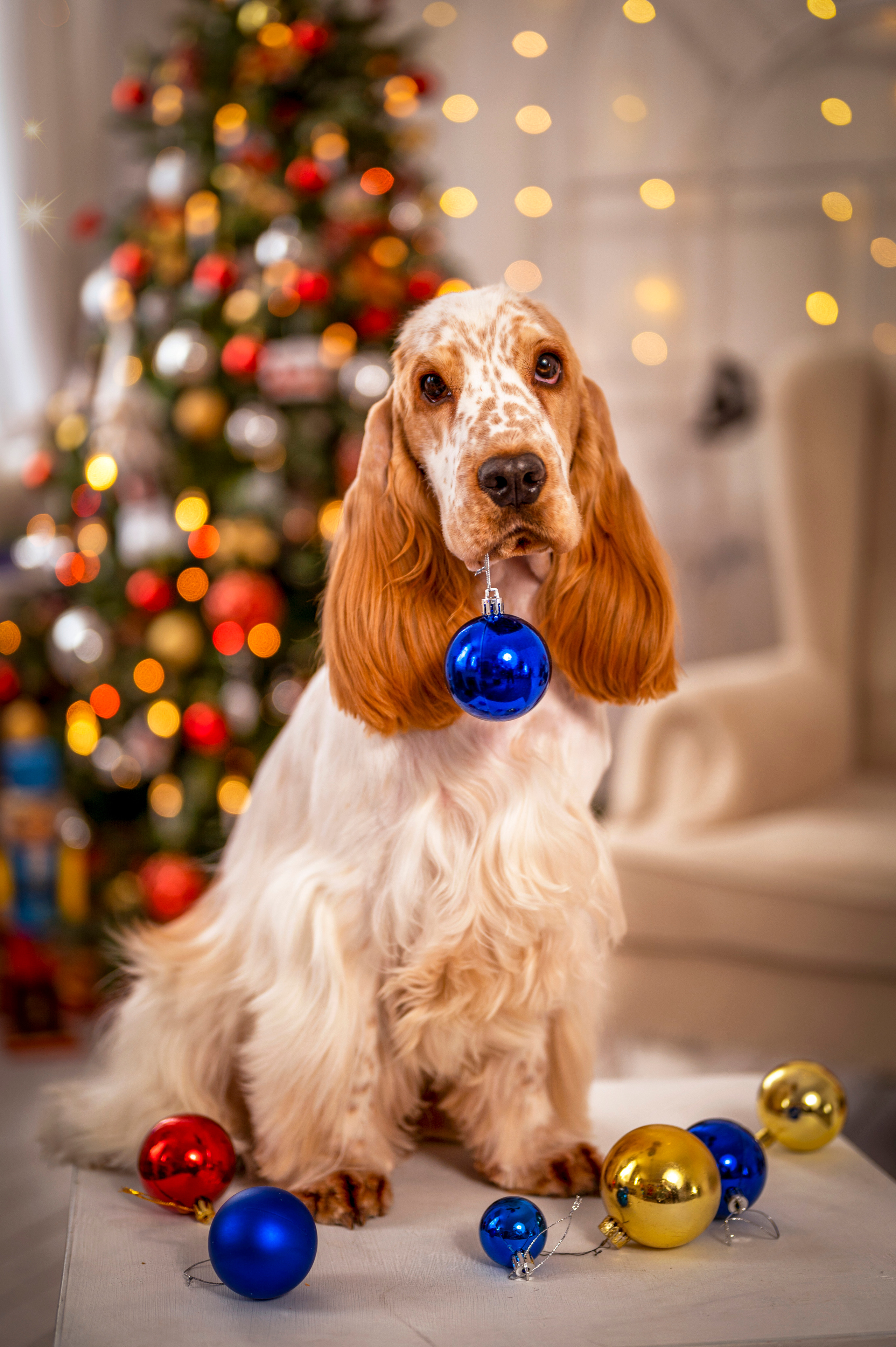 Чеддер. Семейный и детский фотограф в Канске и Канском р-не, Красноярск и