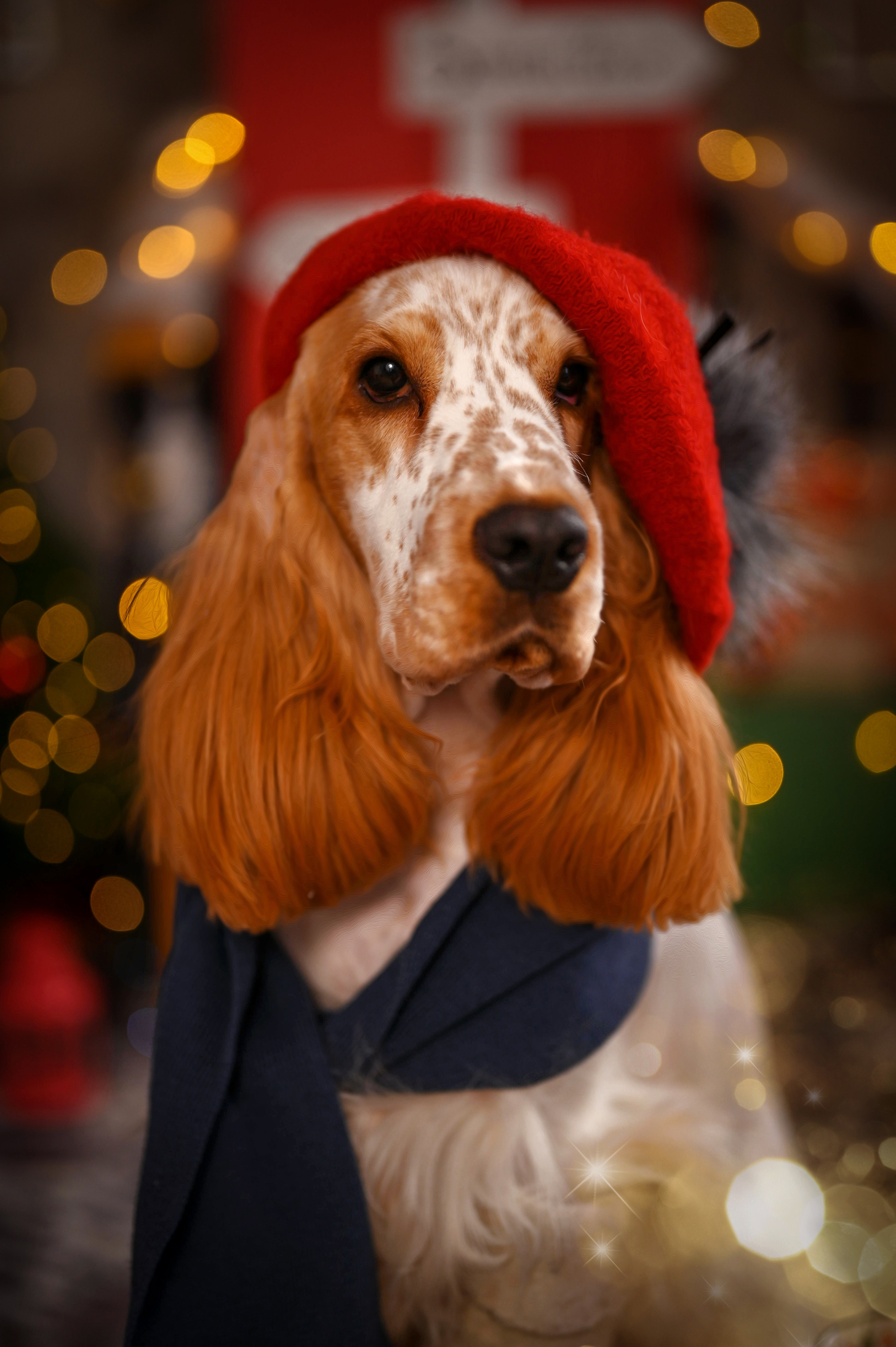 Чеддер. Семейный и детский фотограф в Канске и Канском р-не, Красноярск и