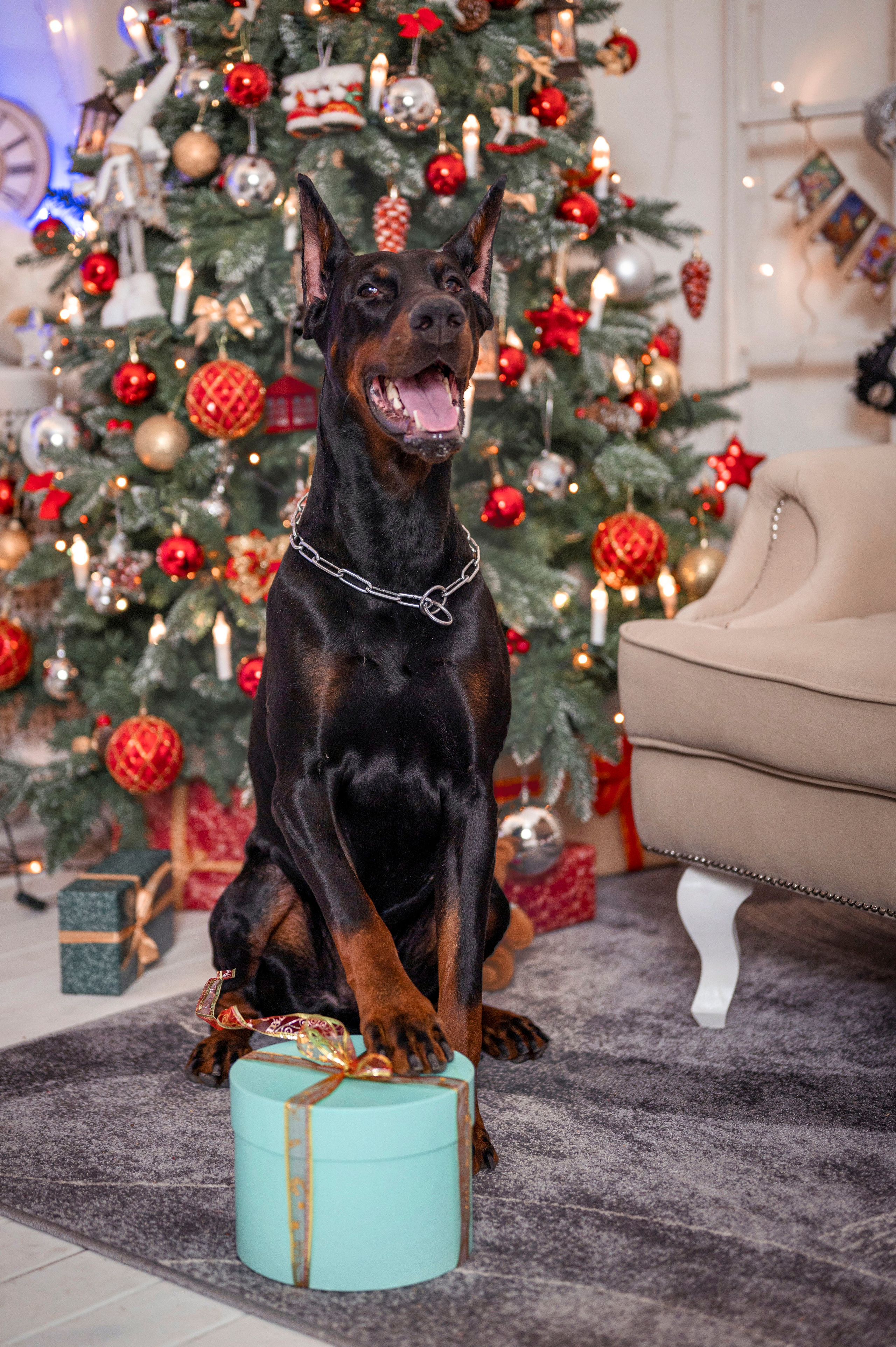 Рождество. Семейный и детский фотограф в Канске и Канском р-не, Красноярск и