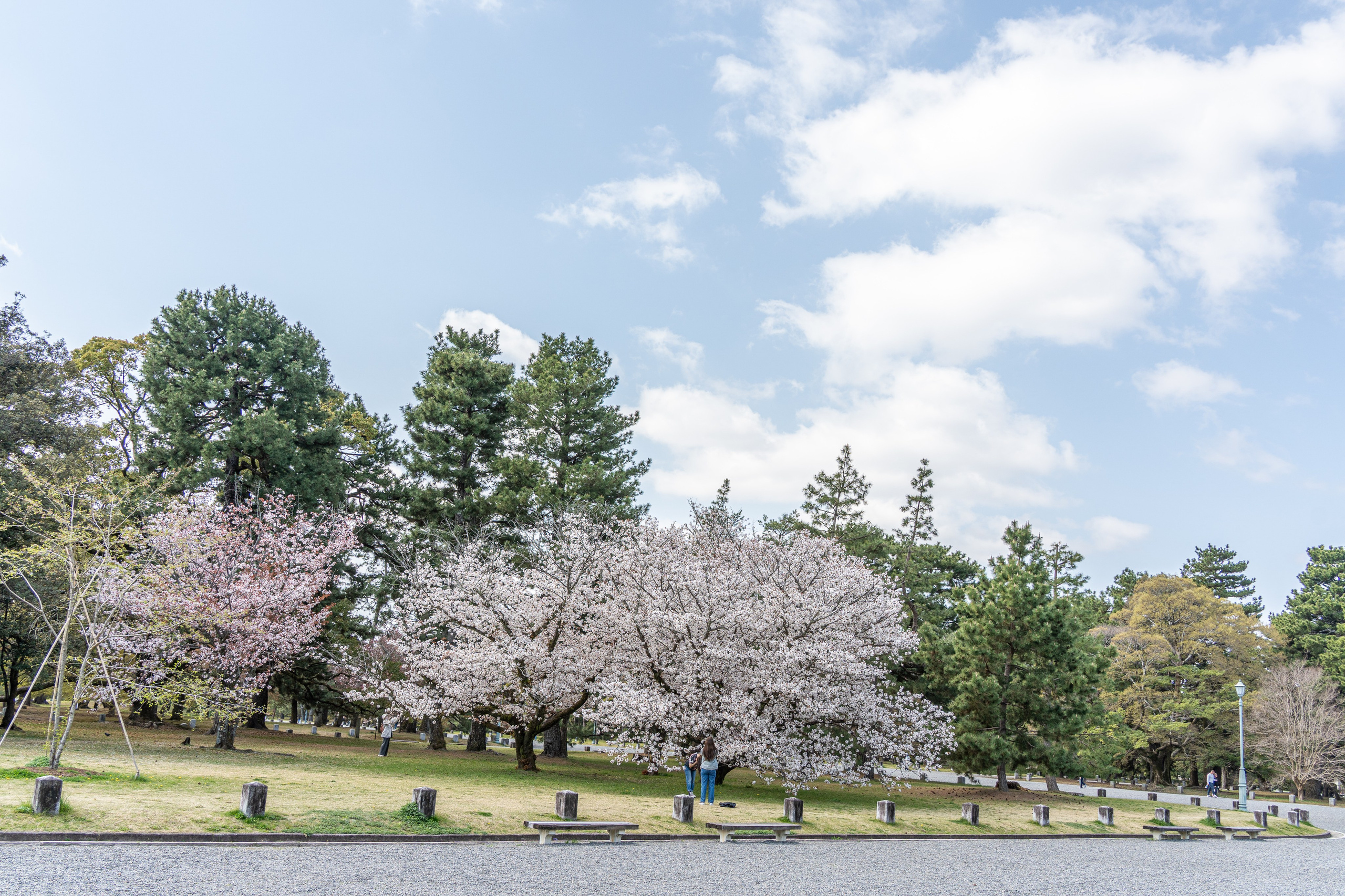 Япония, сакура. Творческие сьемки