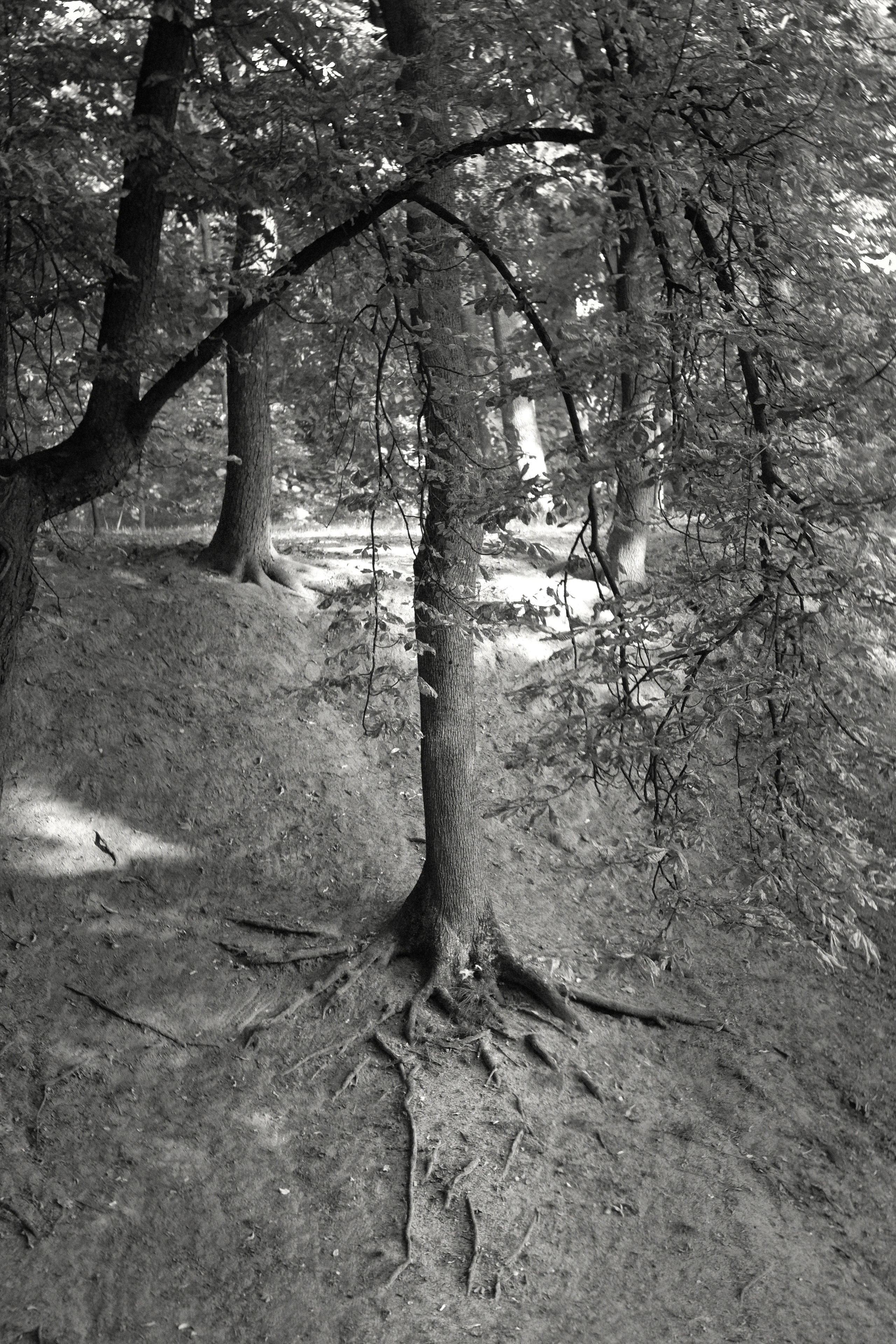 ЧБ  пейзажи (BnW landscape). Фотограф (photographer) Lischinski Vitaliy