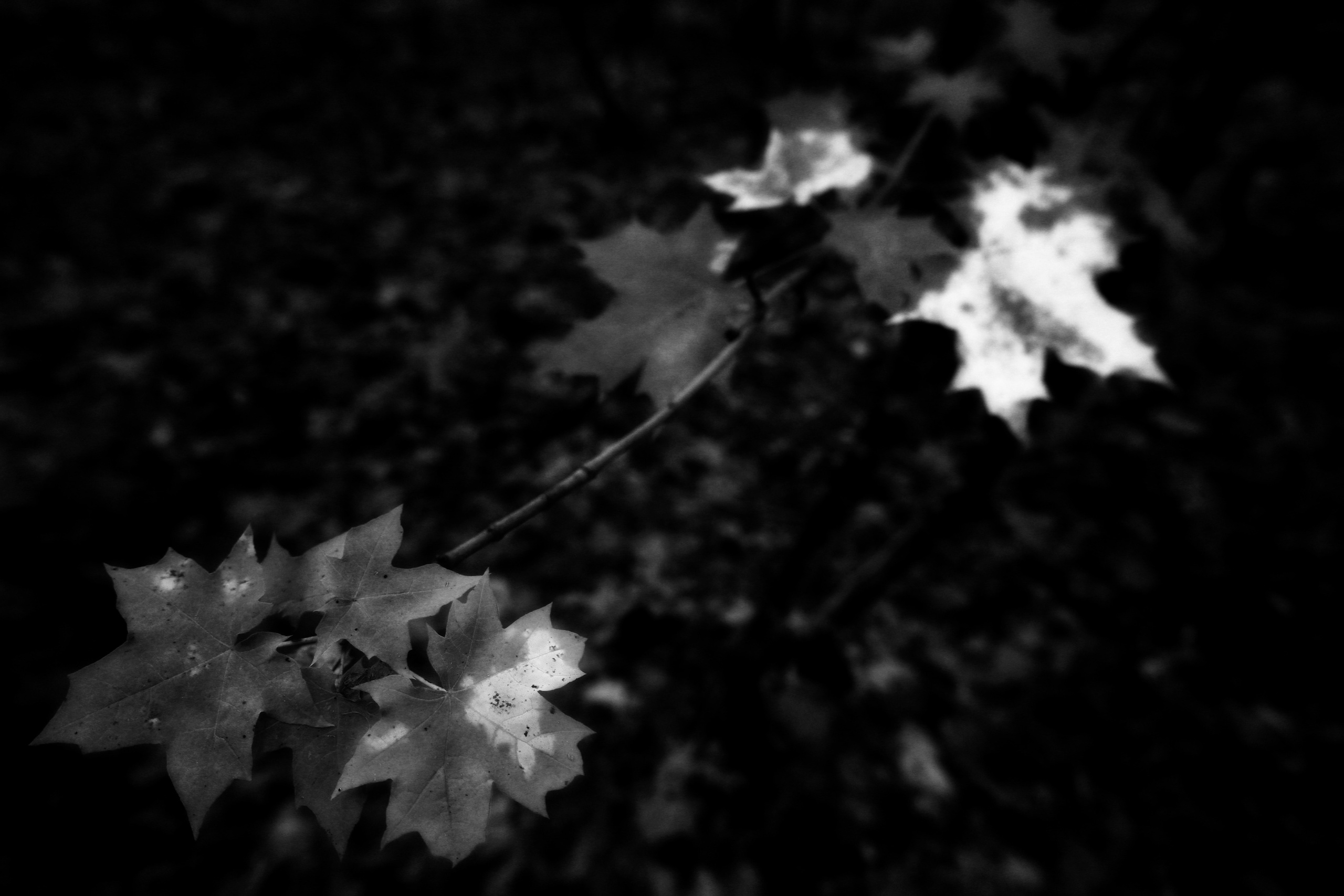 ЧБ  пейзажи (BnW landscape). Фотограф (photographer) Lischinski Vitaliy