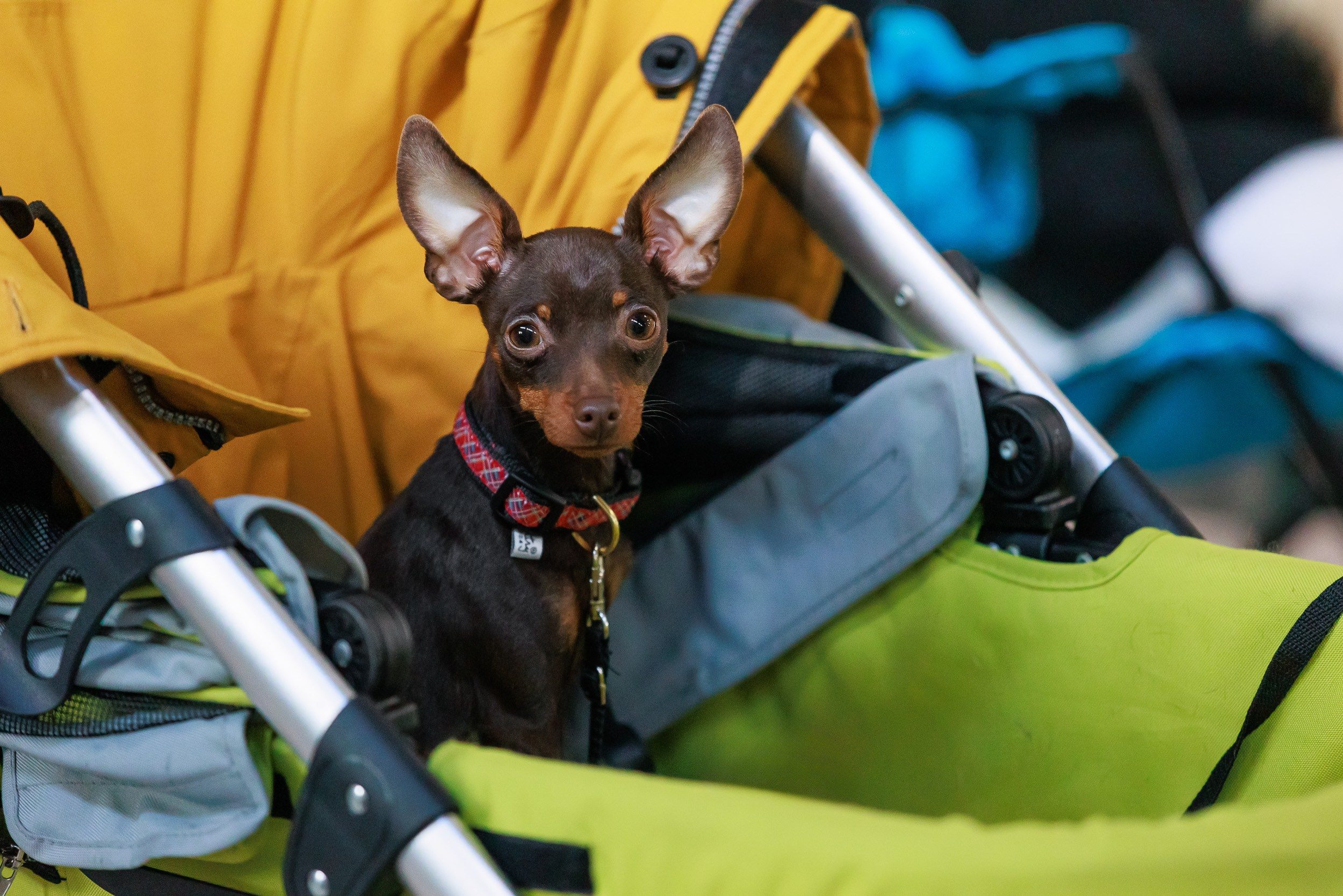 Бронницы. Фотограф анималист, семейный фотограф, фотограф собак Комратова Мария. г. Москва