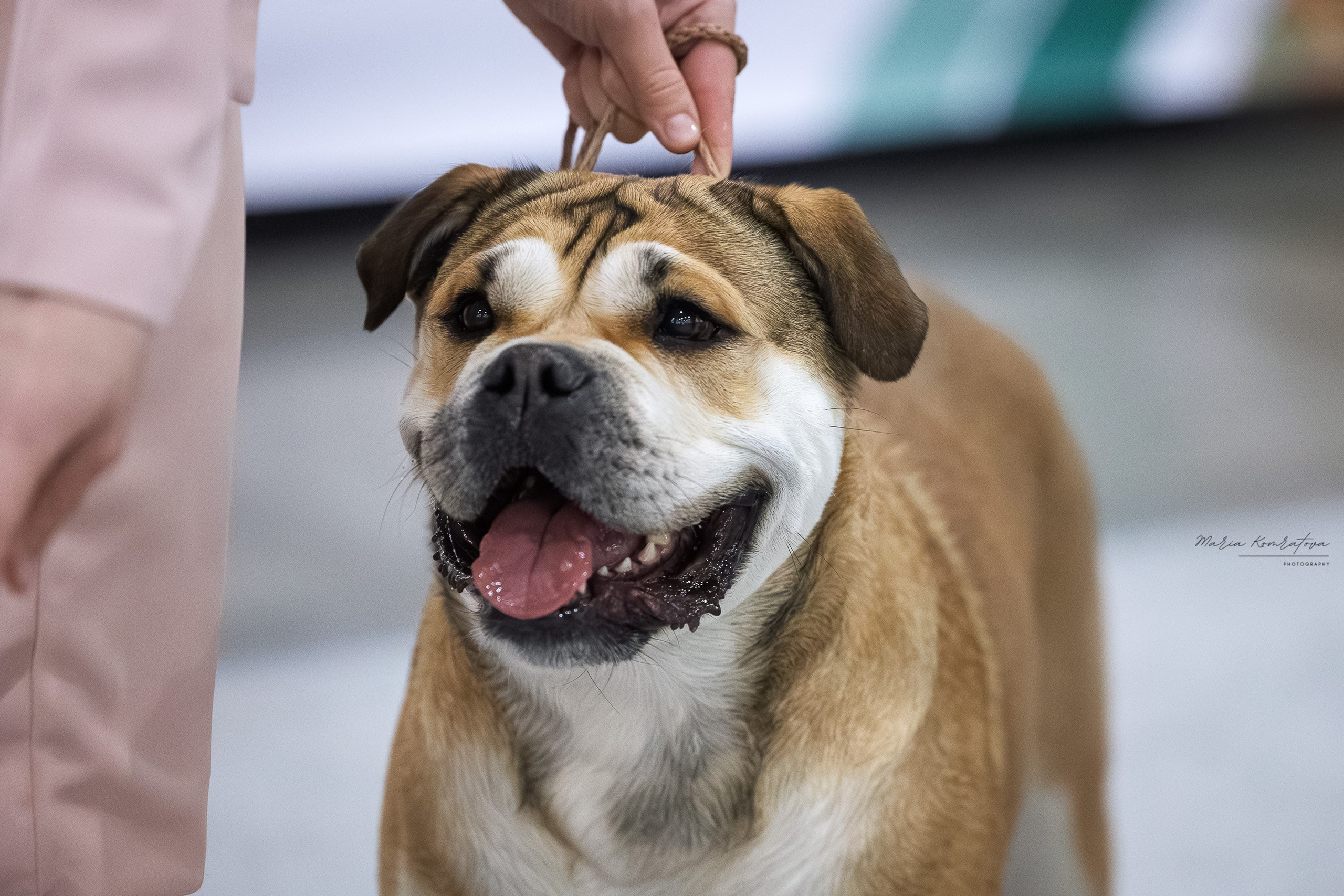 Евразия 2025 съемка в ринге на выставке собак, фотограф собак на выставке. Фотограф анималист, семейный фотограф, фотограф собак Комратова Мария. г. Москва
