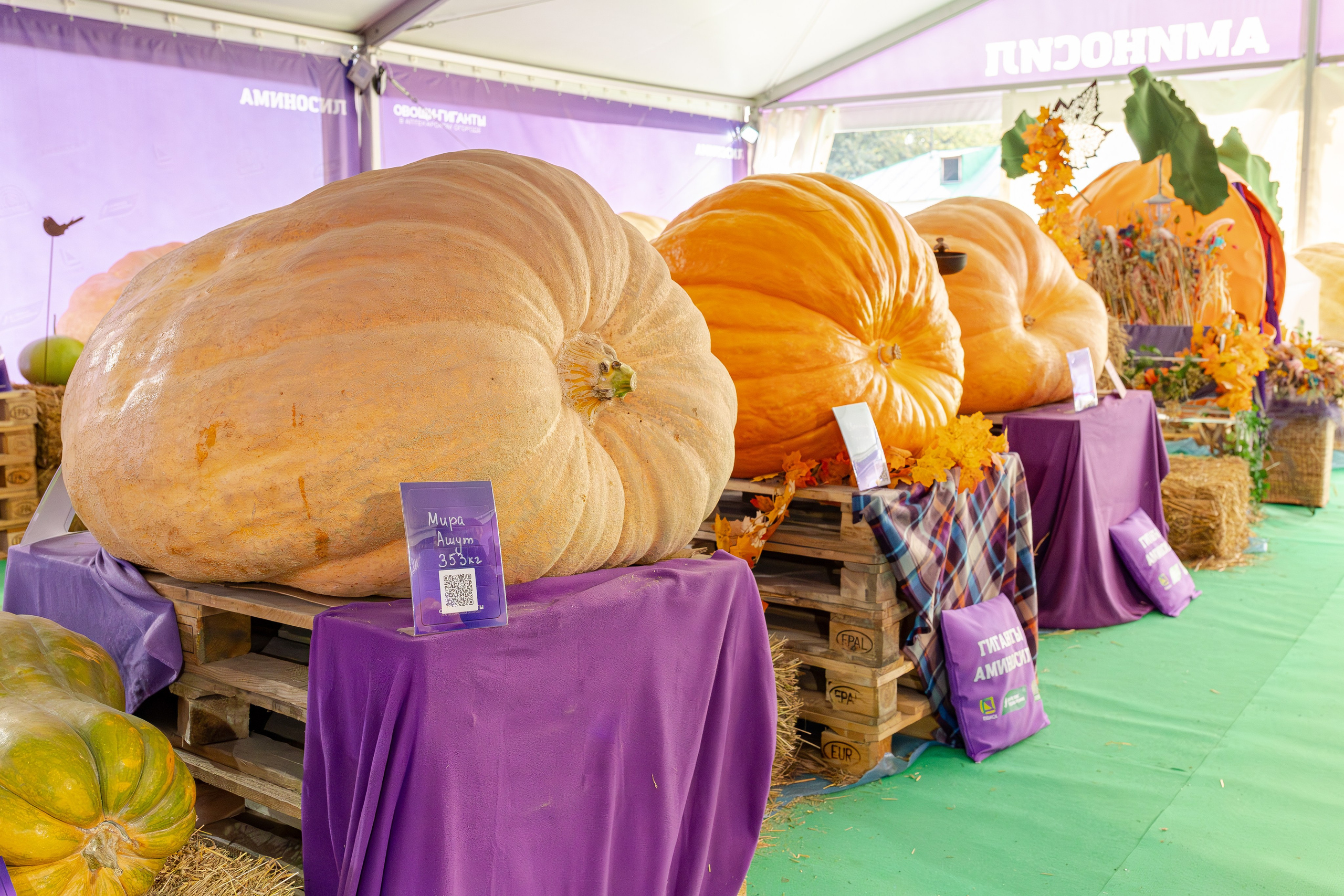 Овощи-гиганты. Александра Куликова фотограф, Москва