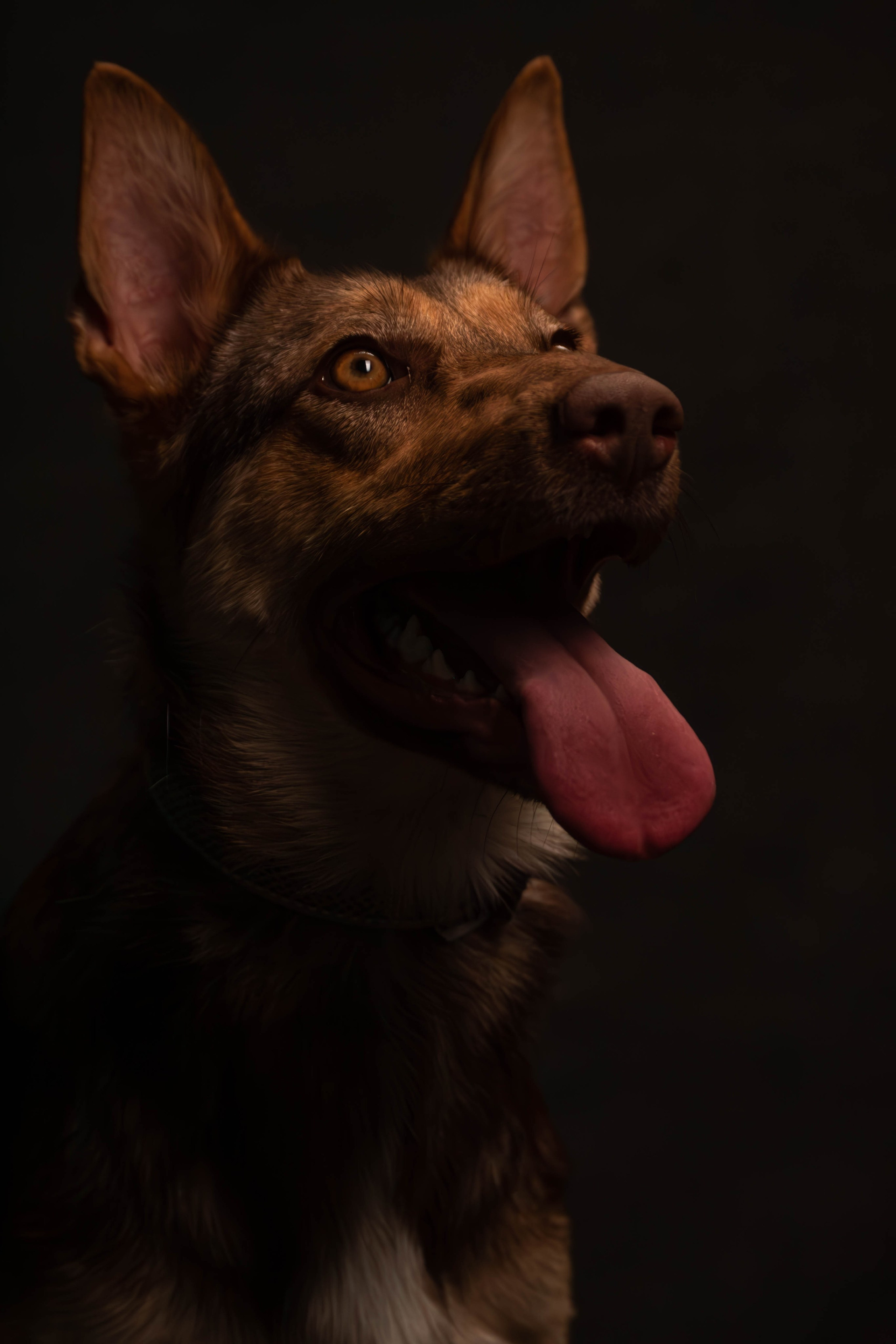 Фотосессия с животными. Фотограф анималист — Тула, Москва