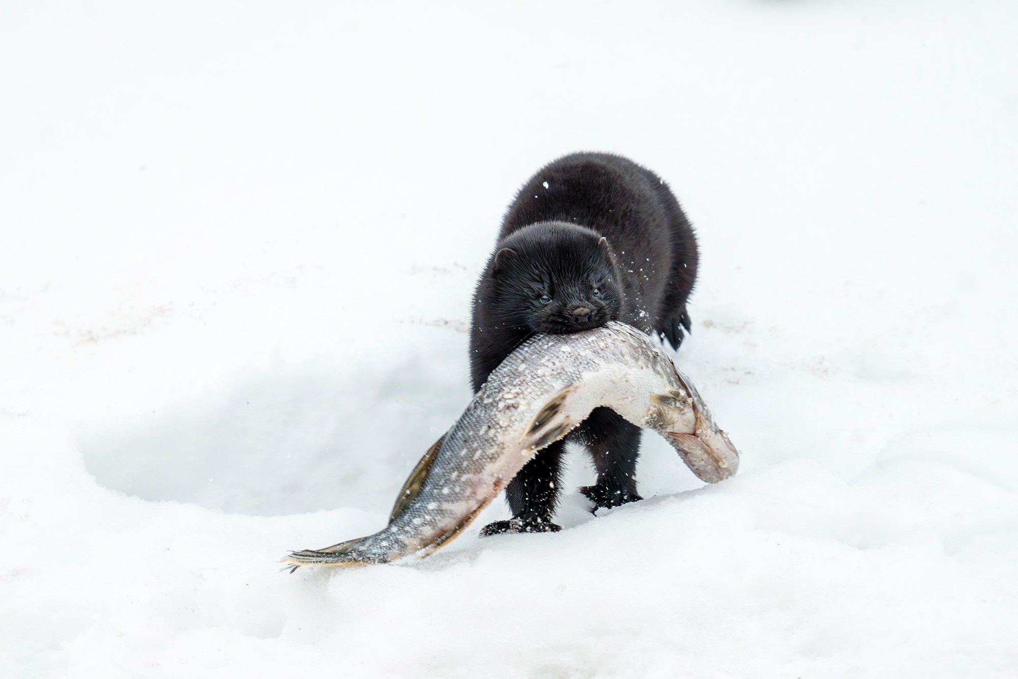 Животные. Ваш личный фотограф Марина Волкова