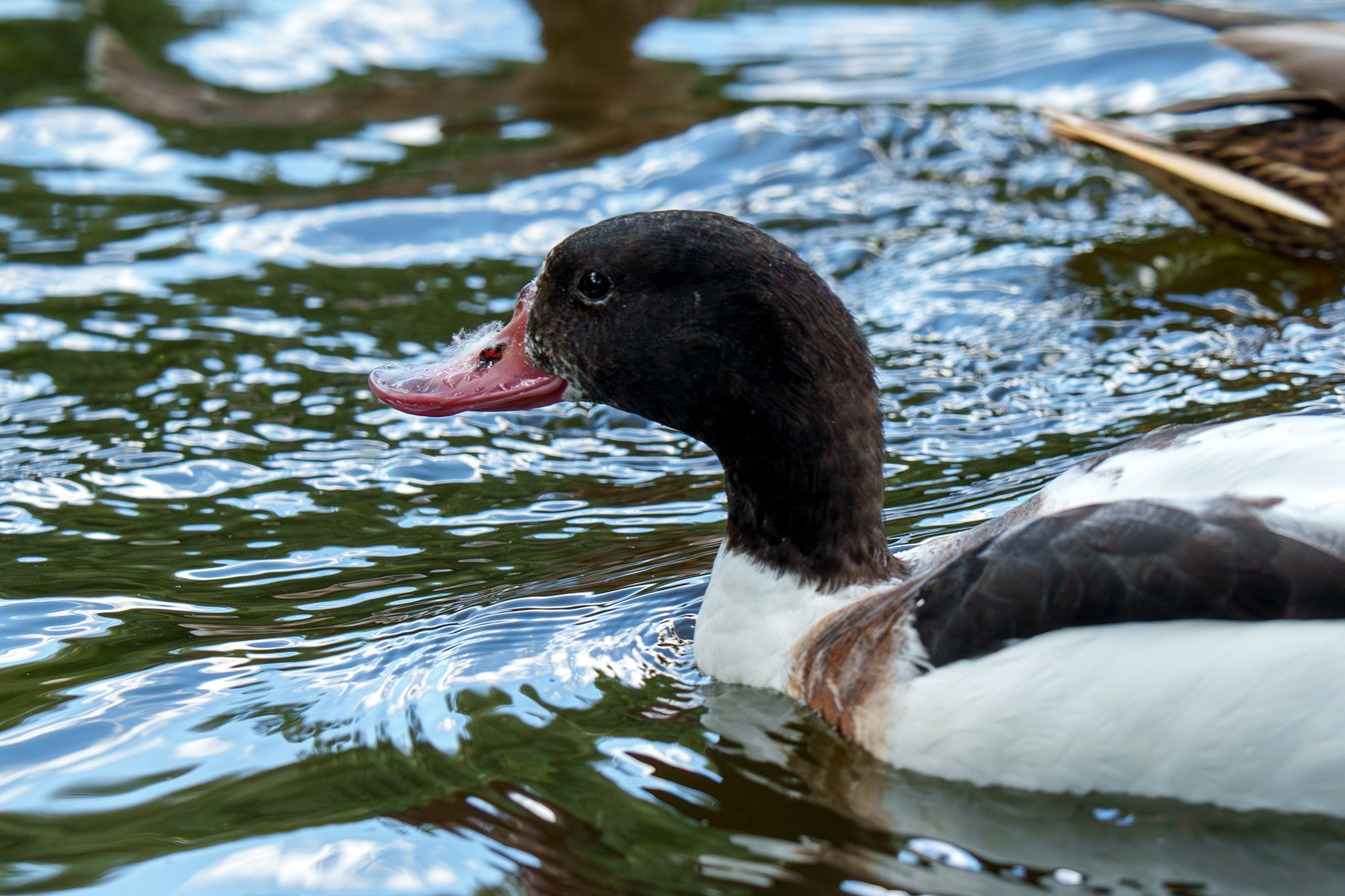 Удивительные мир птиц. Вокруг нас столько прекрасного — присмотритесь!. Ваш личный фотограф Марина Волкова