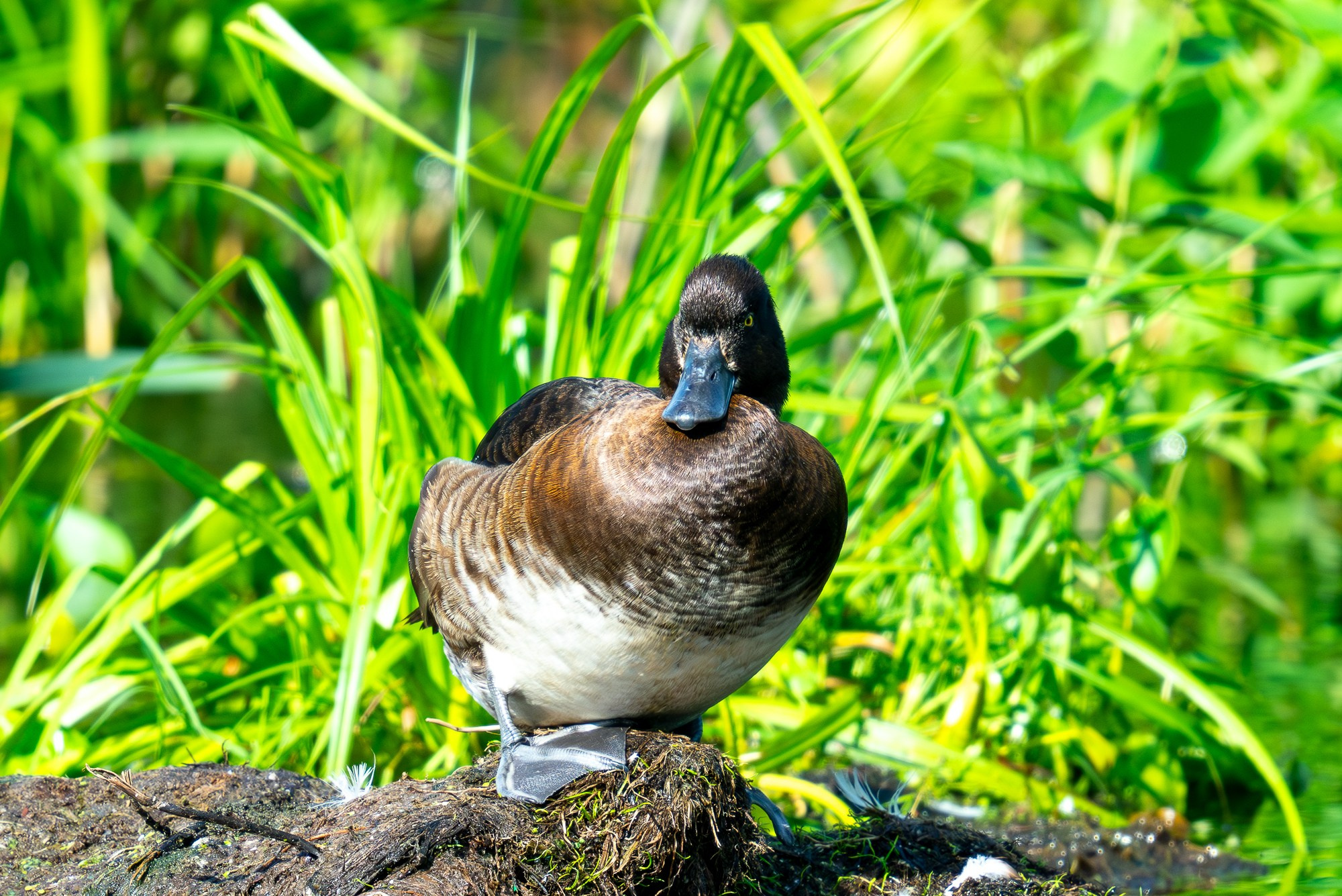 Удивительные мир птиц. Вокруг нас столько прекрасного — присмотритесь!. Ваш личный фотограф Марина Волкова