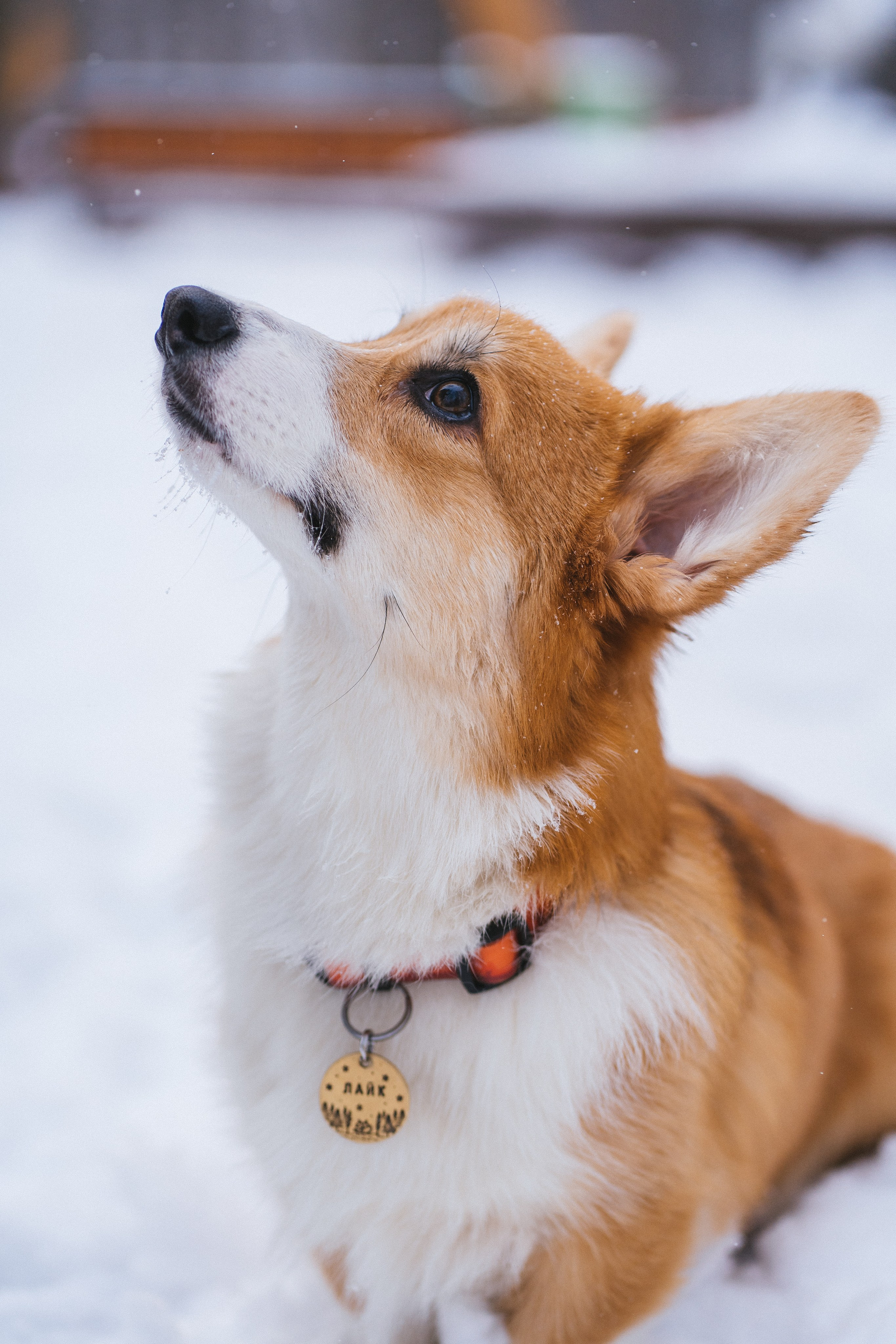 Агата и Лайк. Свадебный фотограф в Москве Анна Полушина