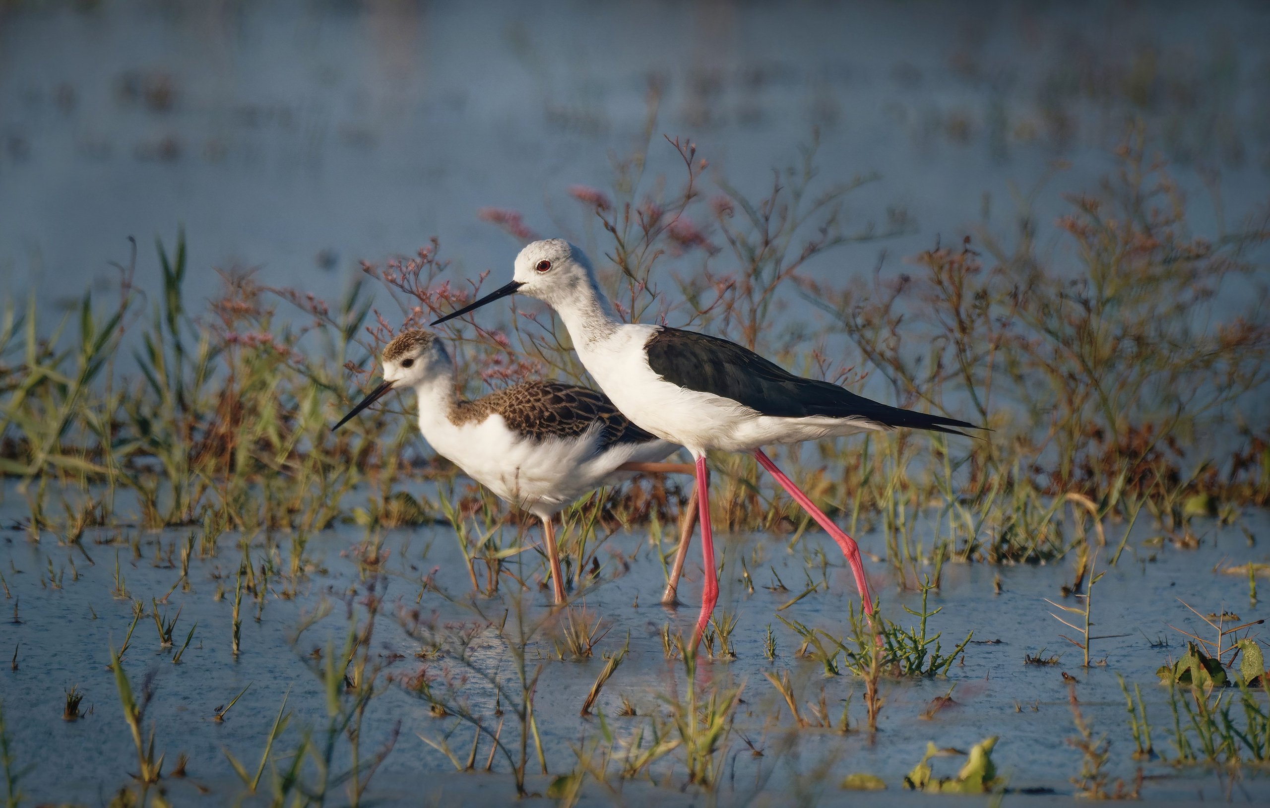 Птицы и животные. Oles Paritskiy