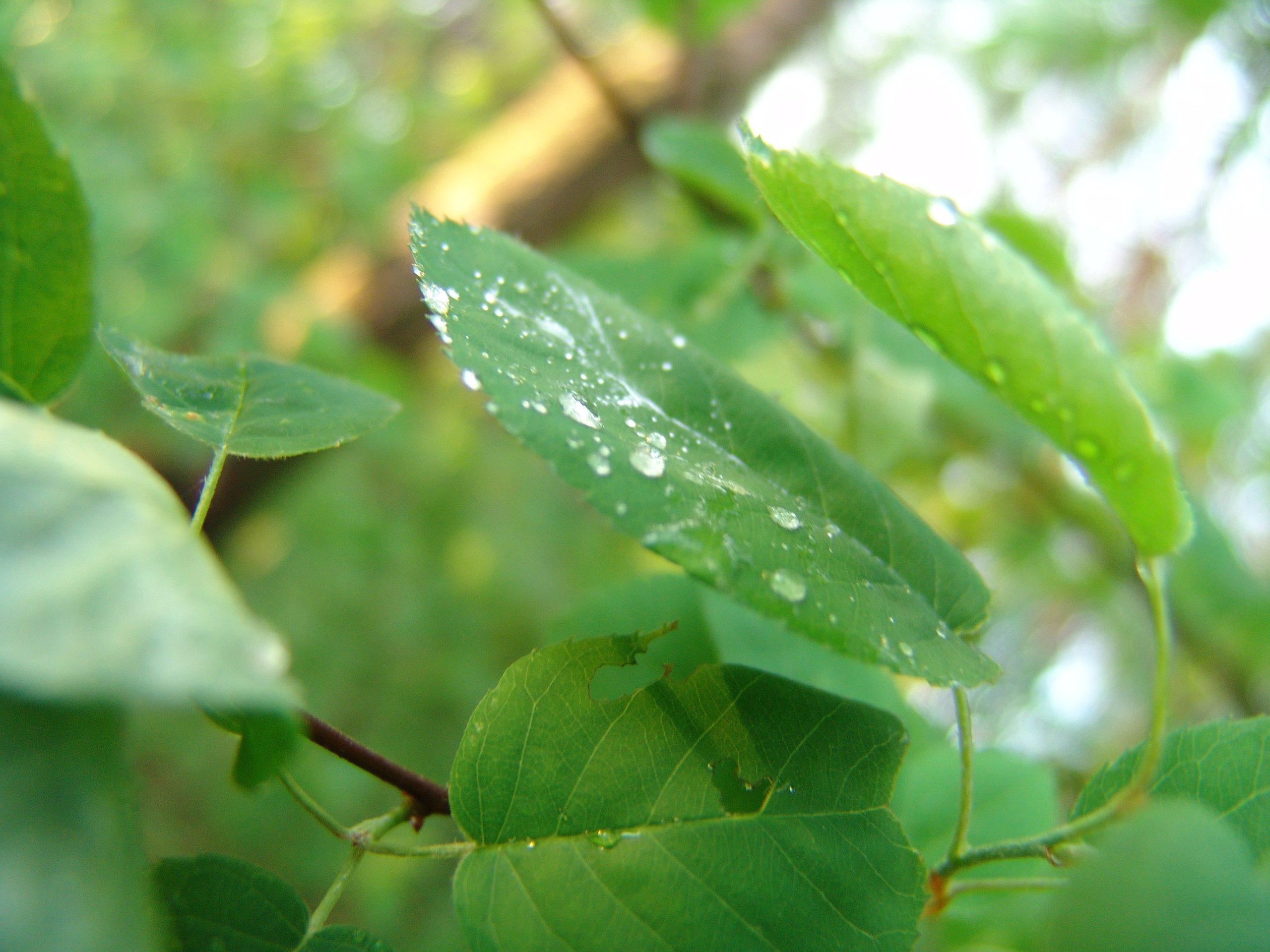 Приезд КС 2005. Заставка