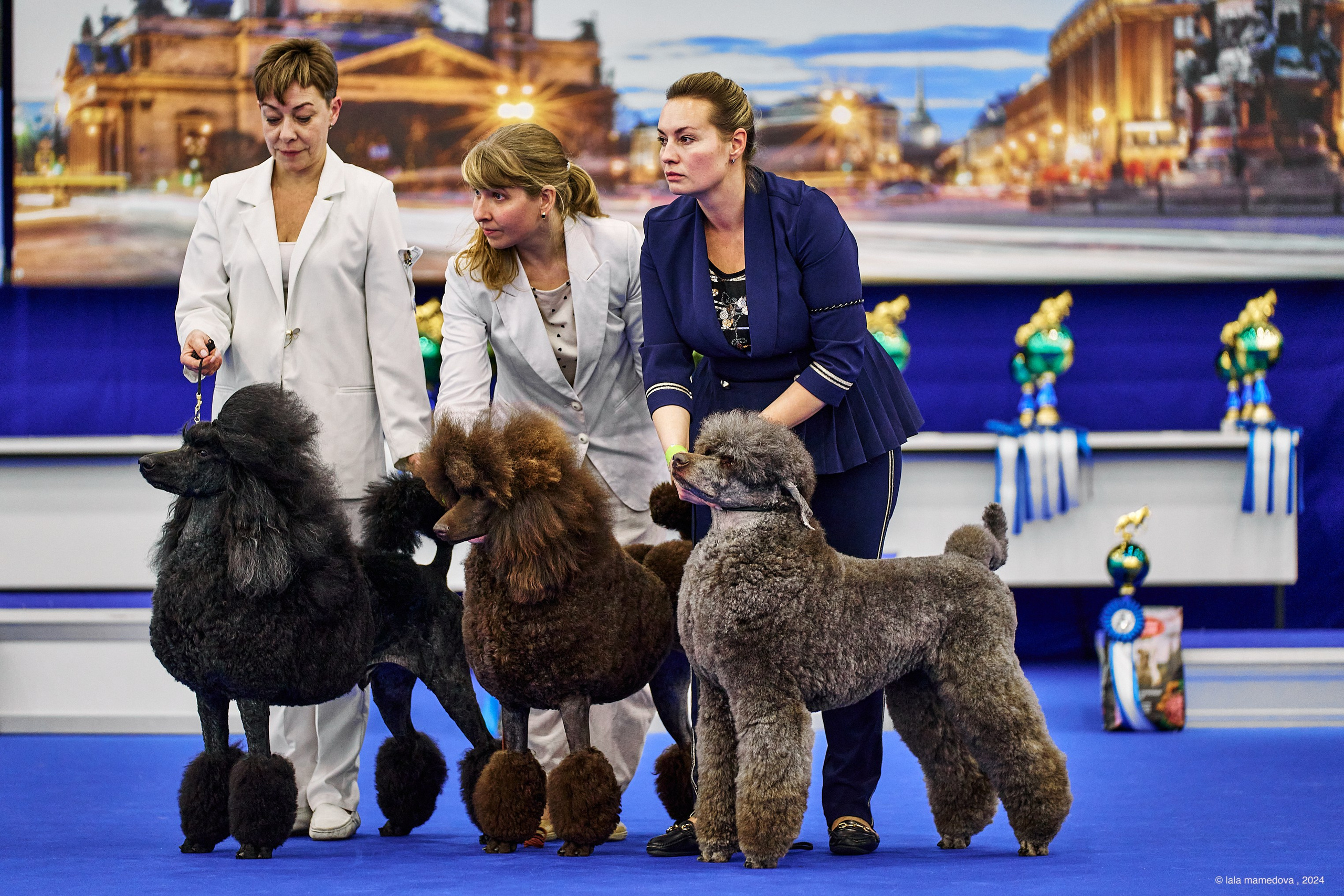 РЕЙТИНГОВАЯ ВЫСТАВКА СОБАК ВСЕХ ПОРОД С ОСОБЫМ СТАТУСОМ"НЕВСКИЙ ПОБЕДИТЕЛЬ-2024-1"