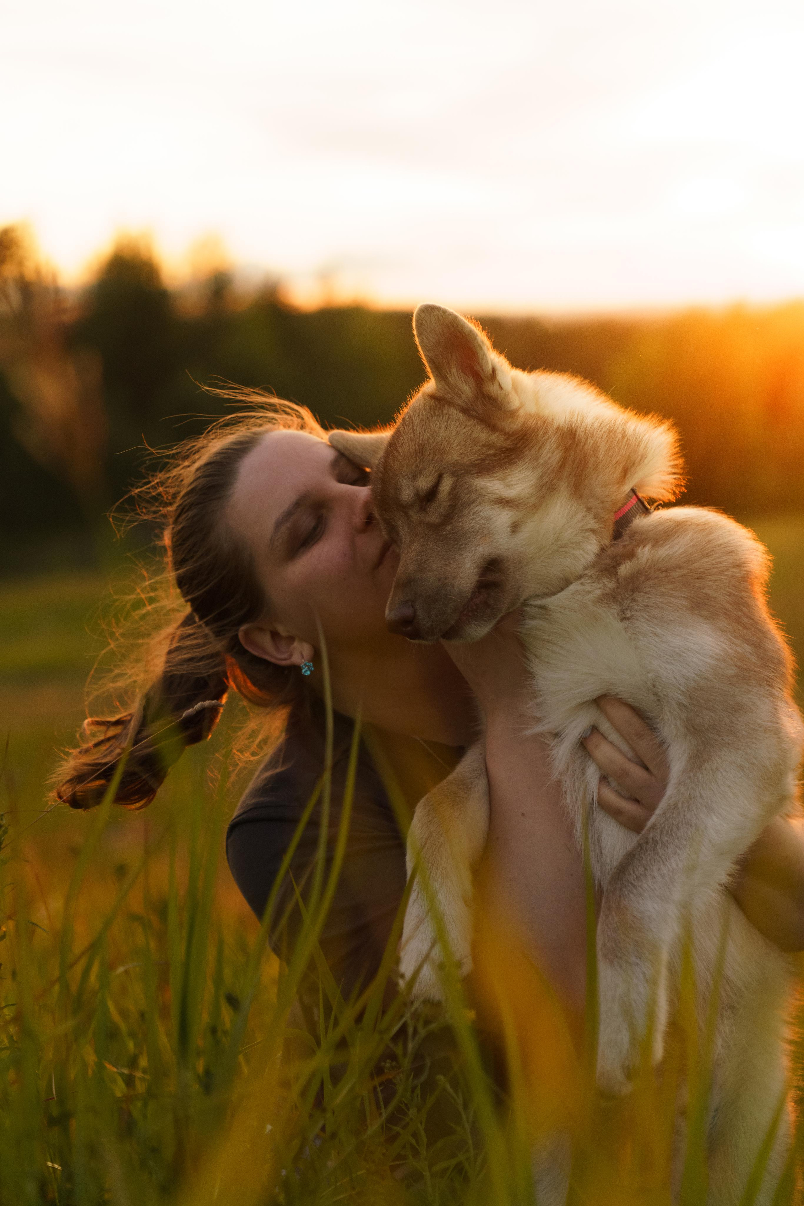 Сибирский хаски Альп. Фотограф-анималист в Санкт-Петербурге