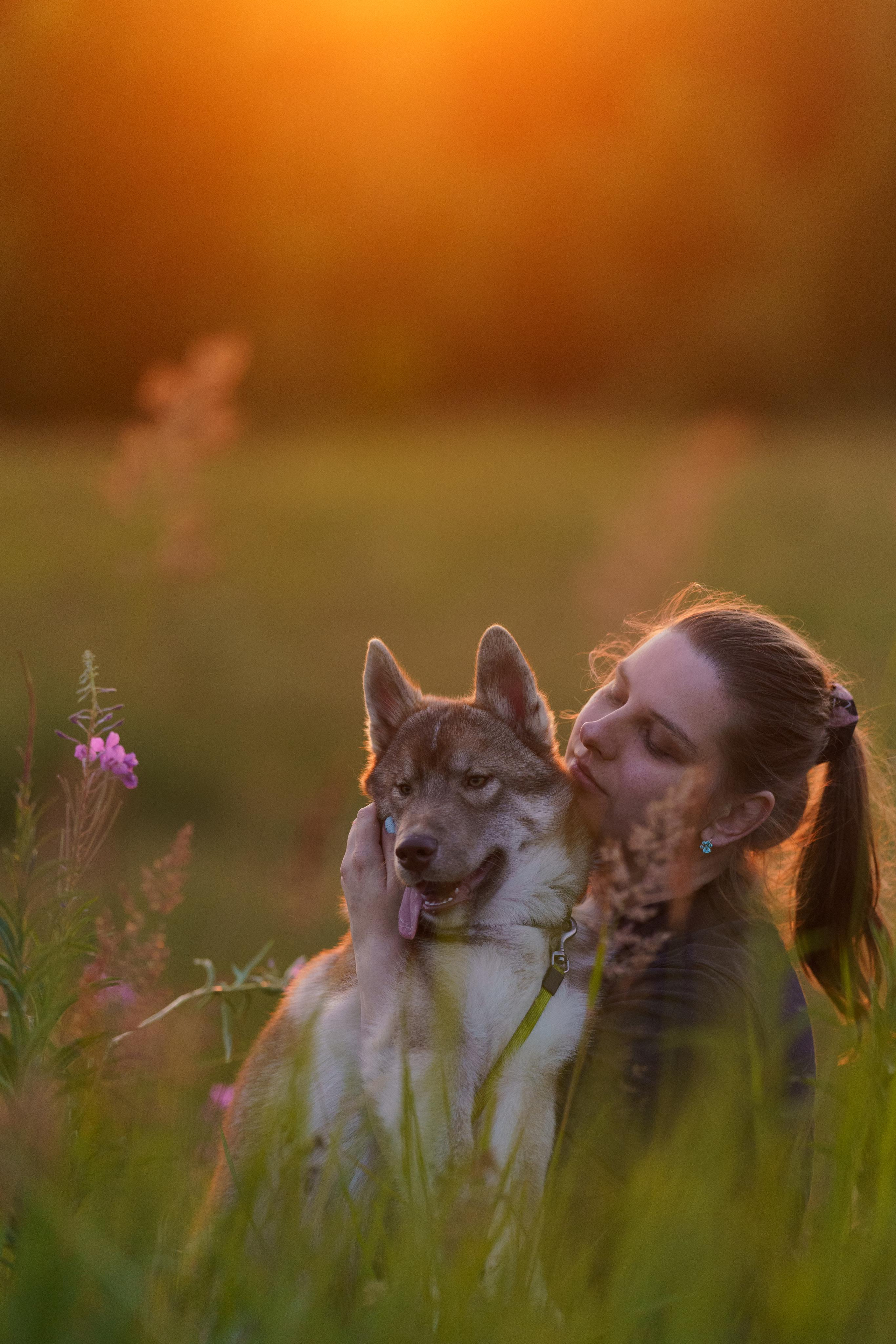 Сибирский хаски Альп. Фотограф-анималист в Санкт-Петербурге