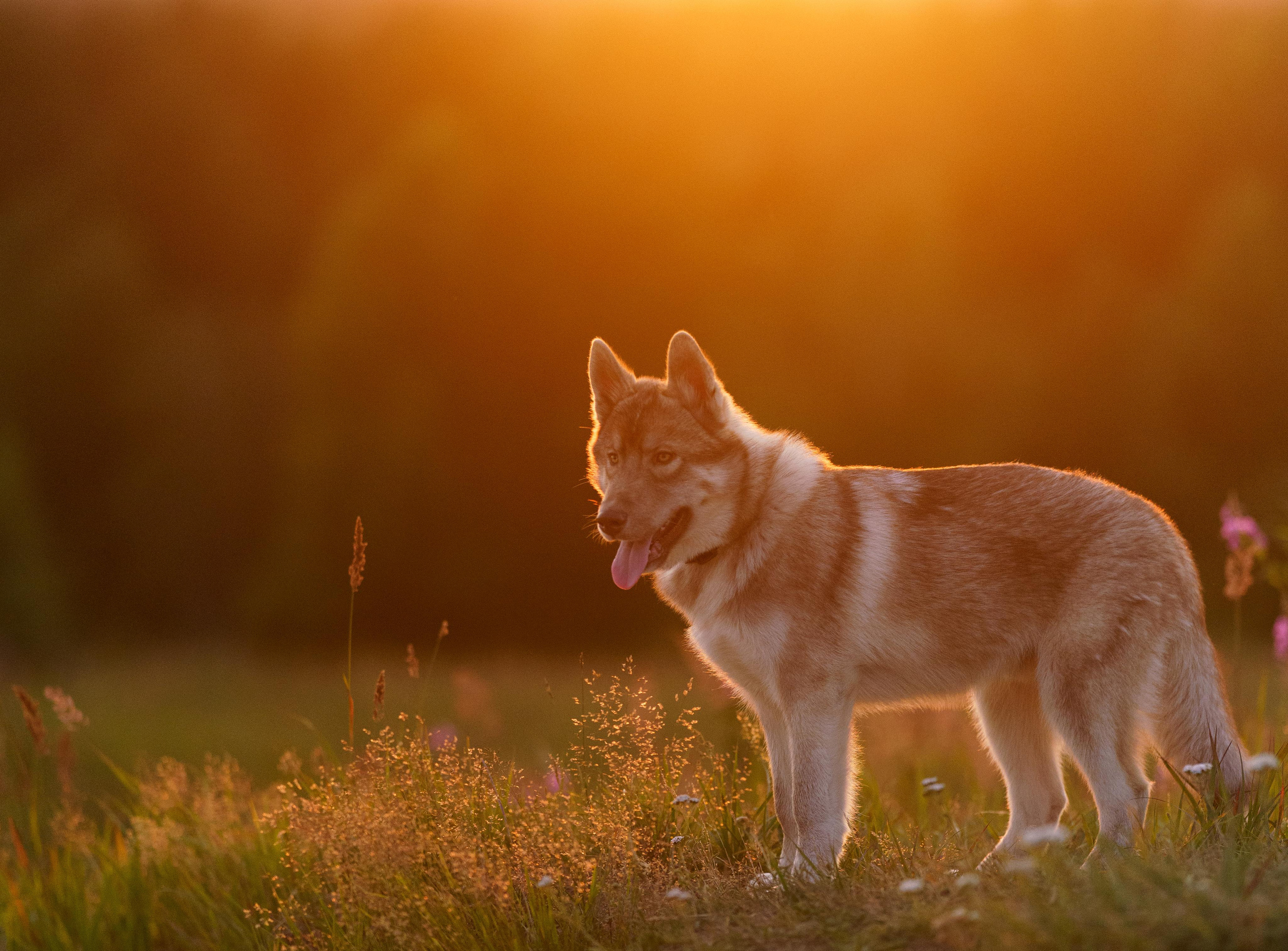 Сибирский хаски Альп. Фотограф-анималист в Санкт-Петербурге