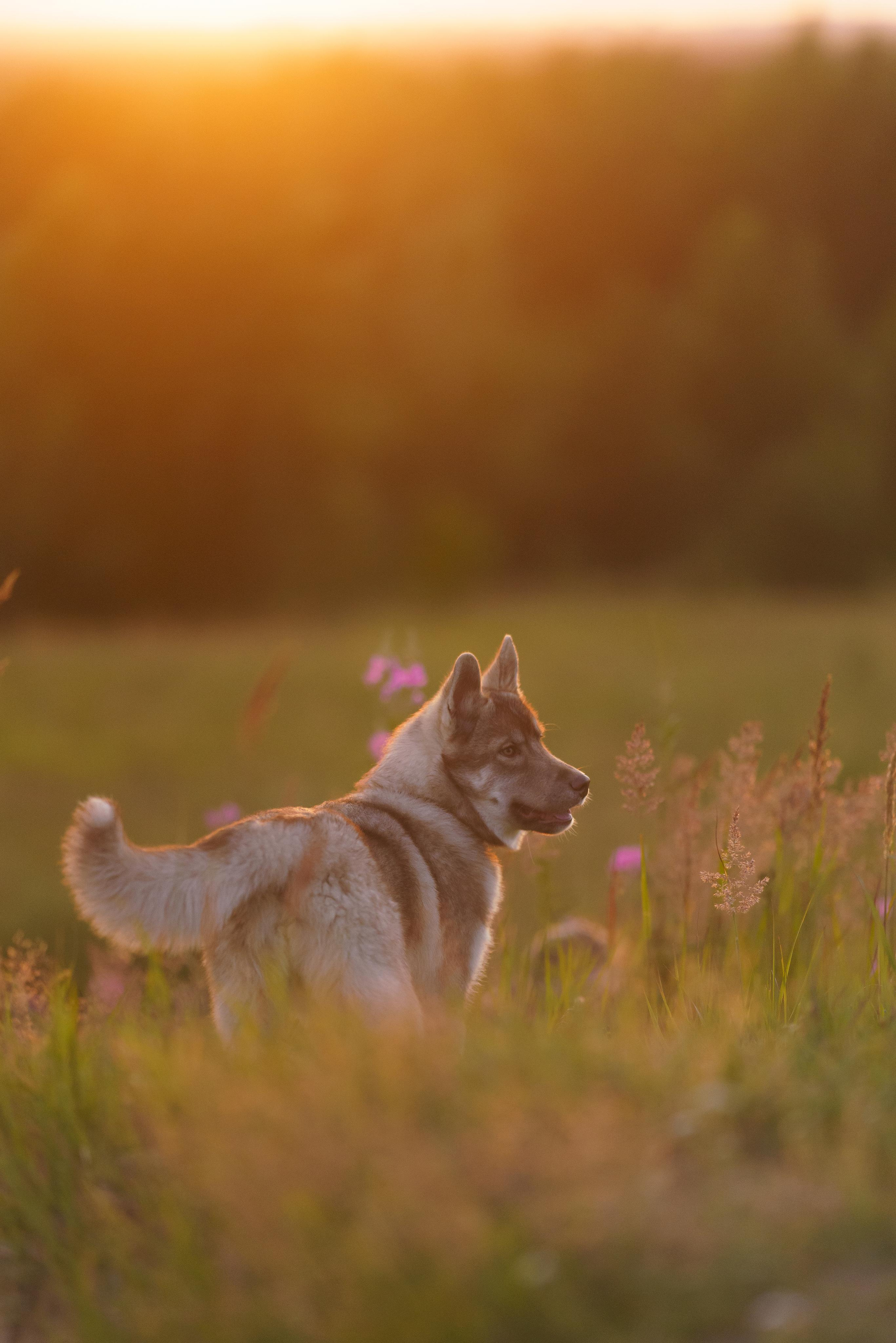 Сибирский хаски Альп. Фотограф-анималист в Санкт-Петербурге