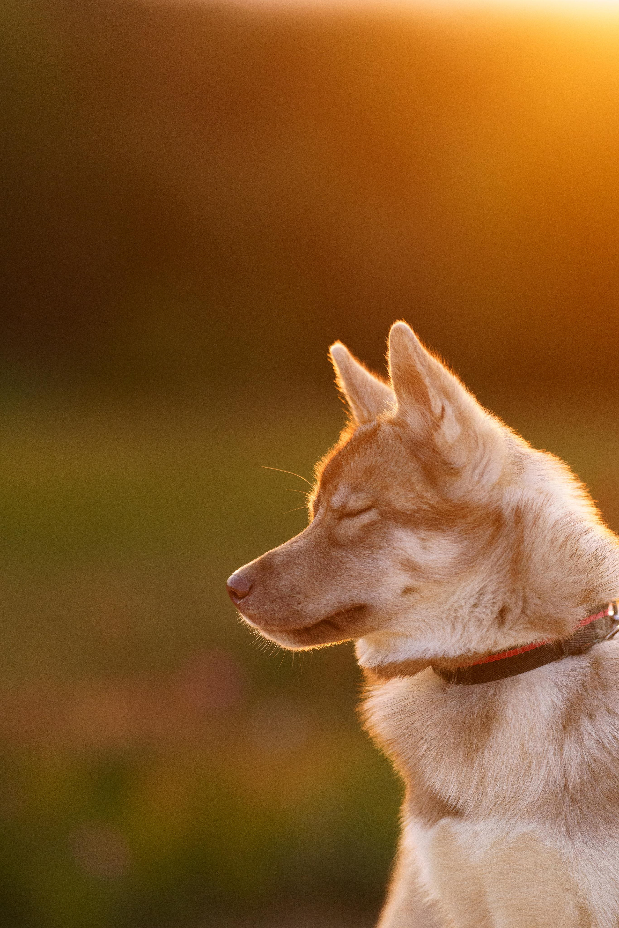 Фотограф-анималист в Санкт-Петербурге