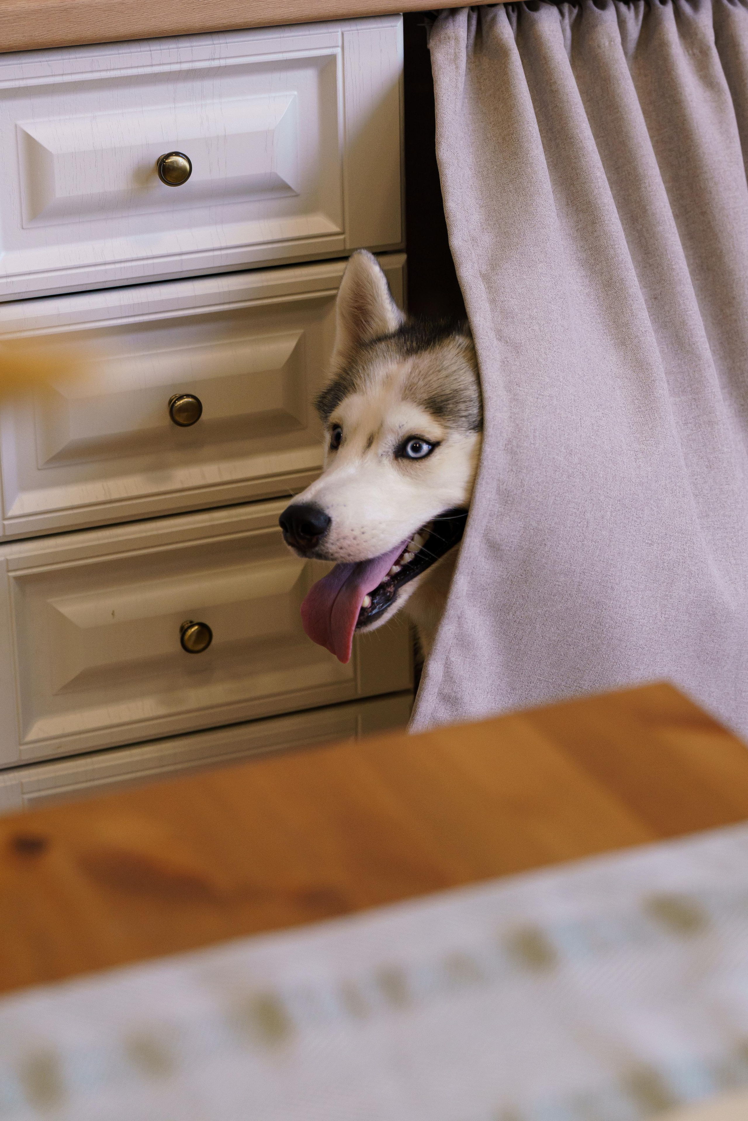 Лакомства для собак. Фотограф-анималист в Санкт-Петербурге