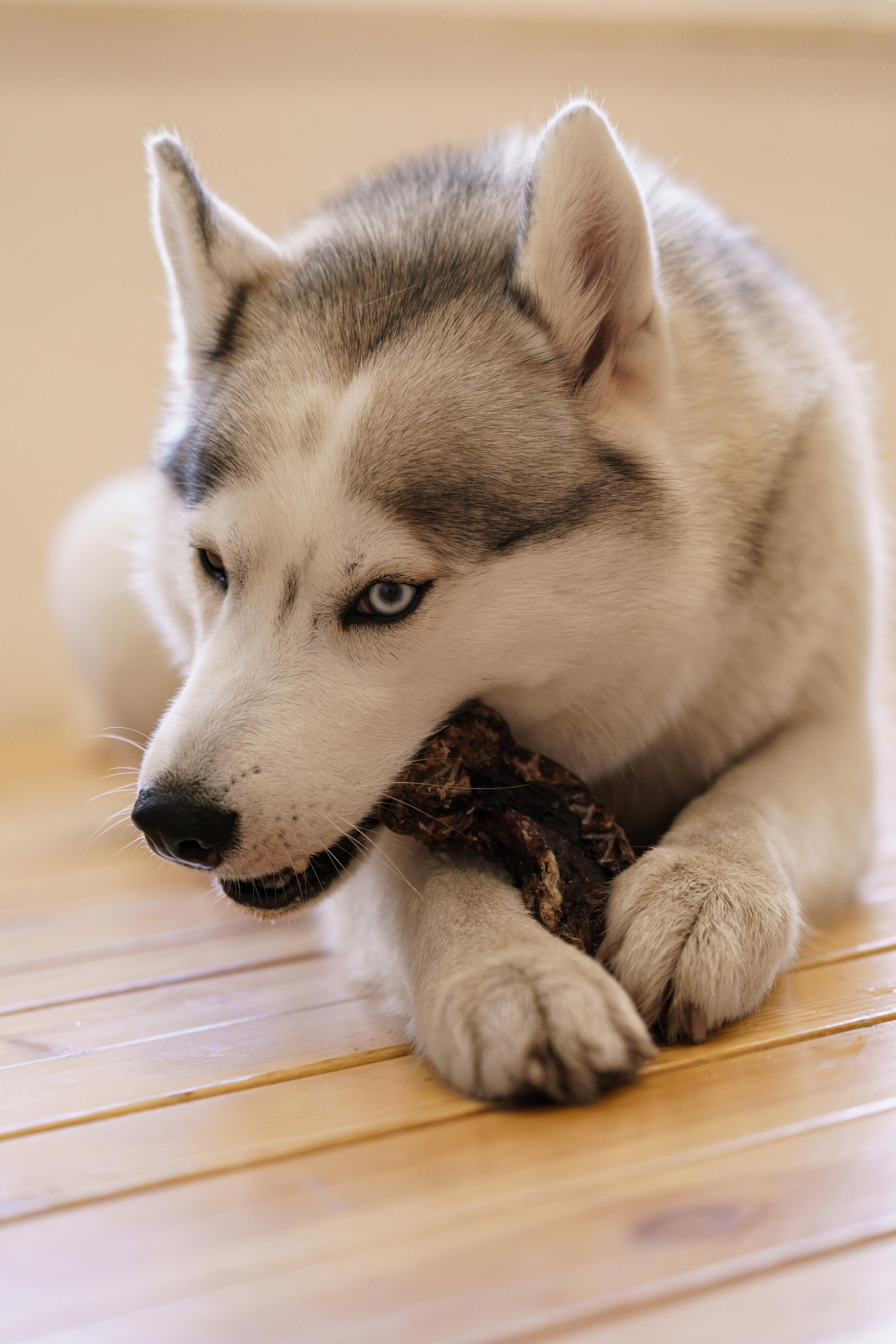 Лакомства для собак. Фотограф-анималист в Санкт-Петербурге