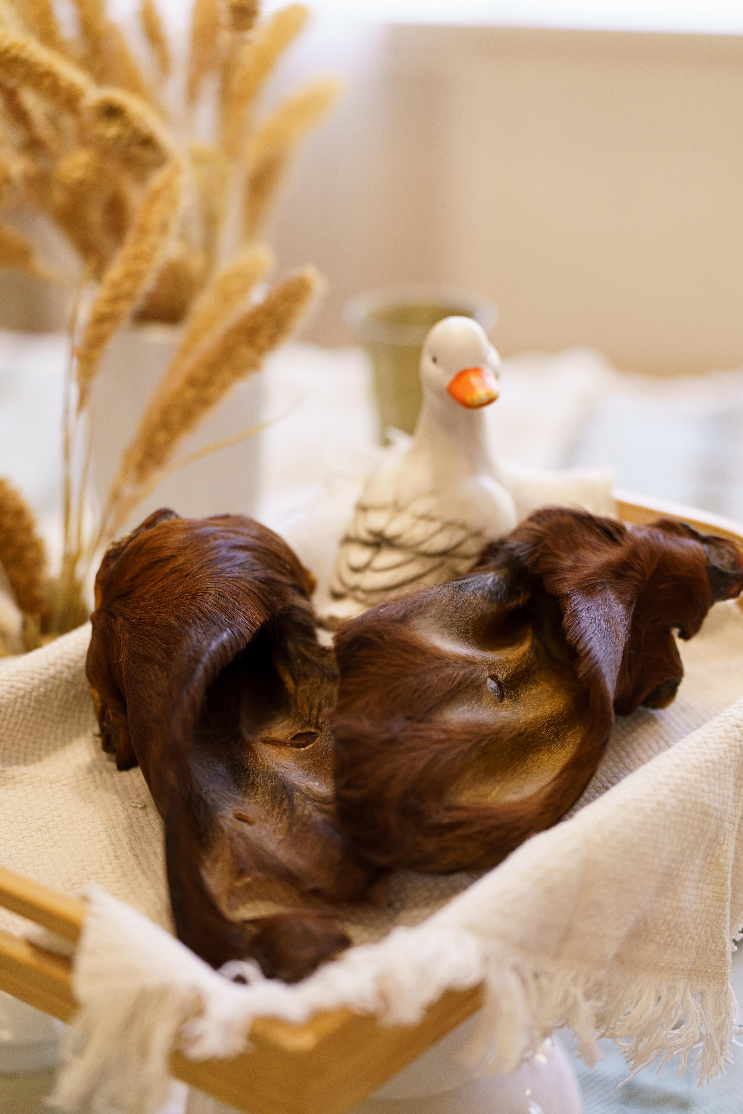 Лакомства для собак. Фотограф-анималист в Санкт-Петербурге