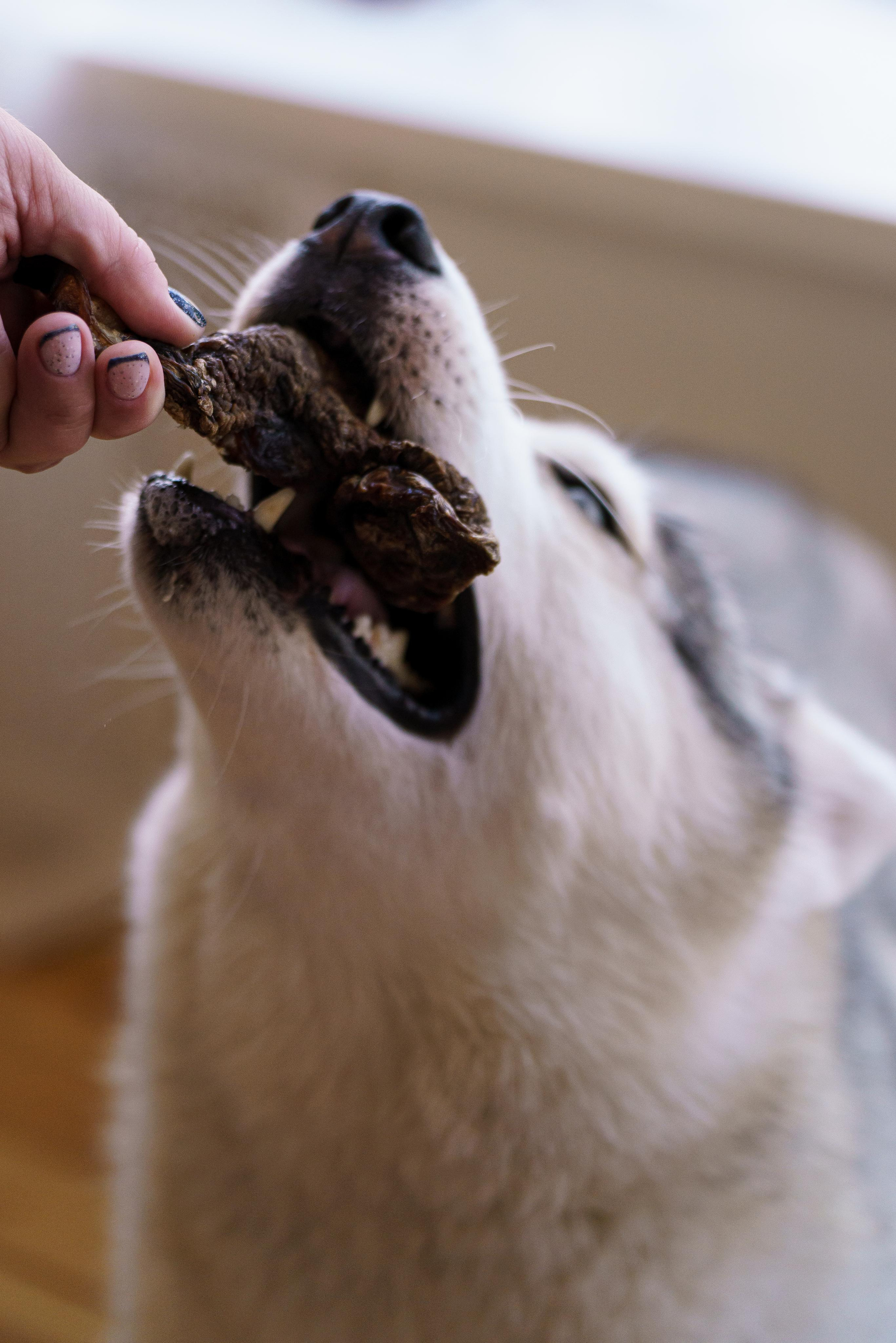 Лакомства для собак. Фотограф-анималист в Санкт-Петербурге