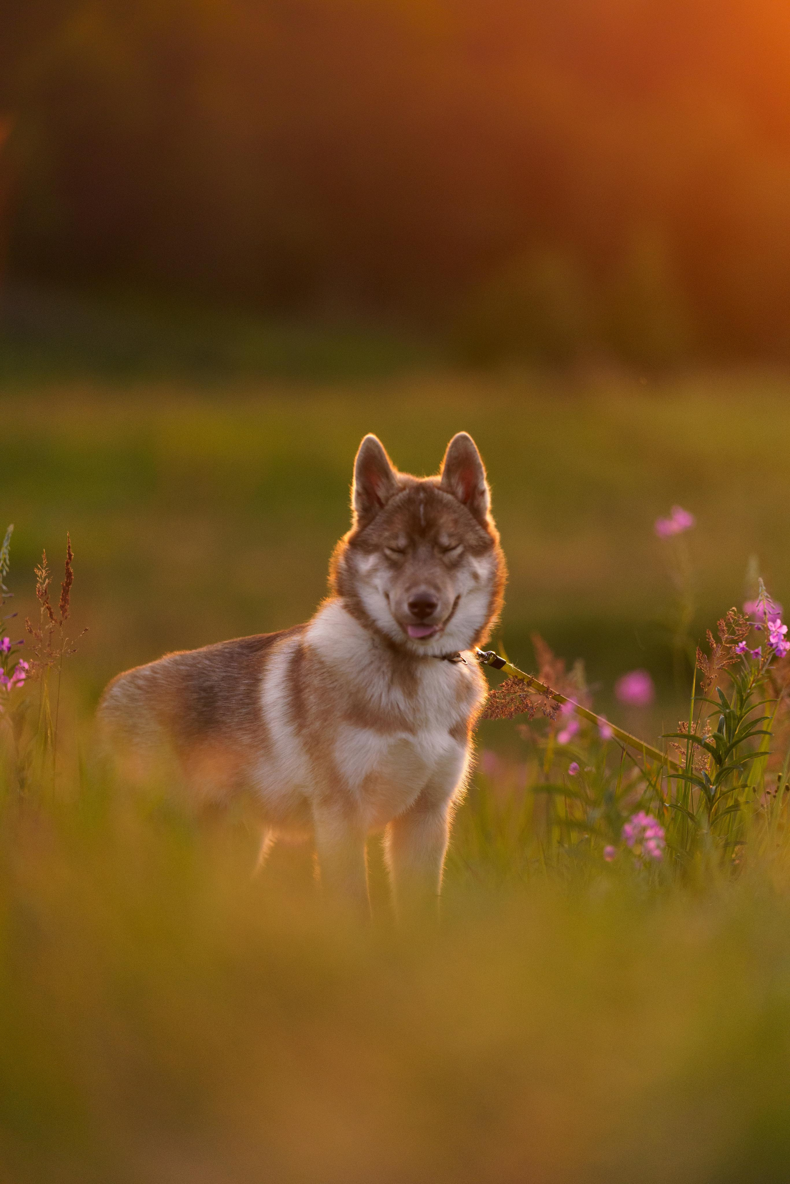 Сибирский хаски Альп. Фотограф-анималист в Санкт-Петербурге