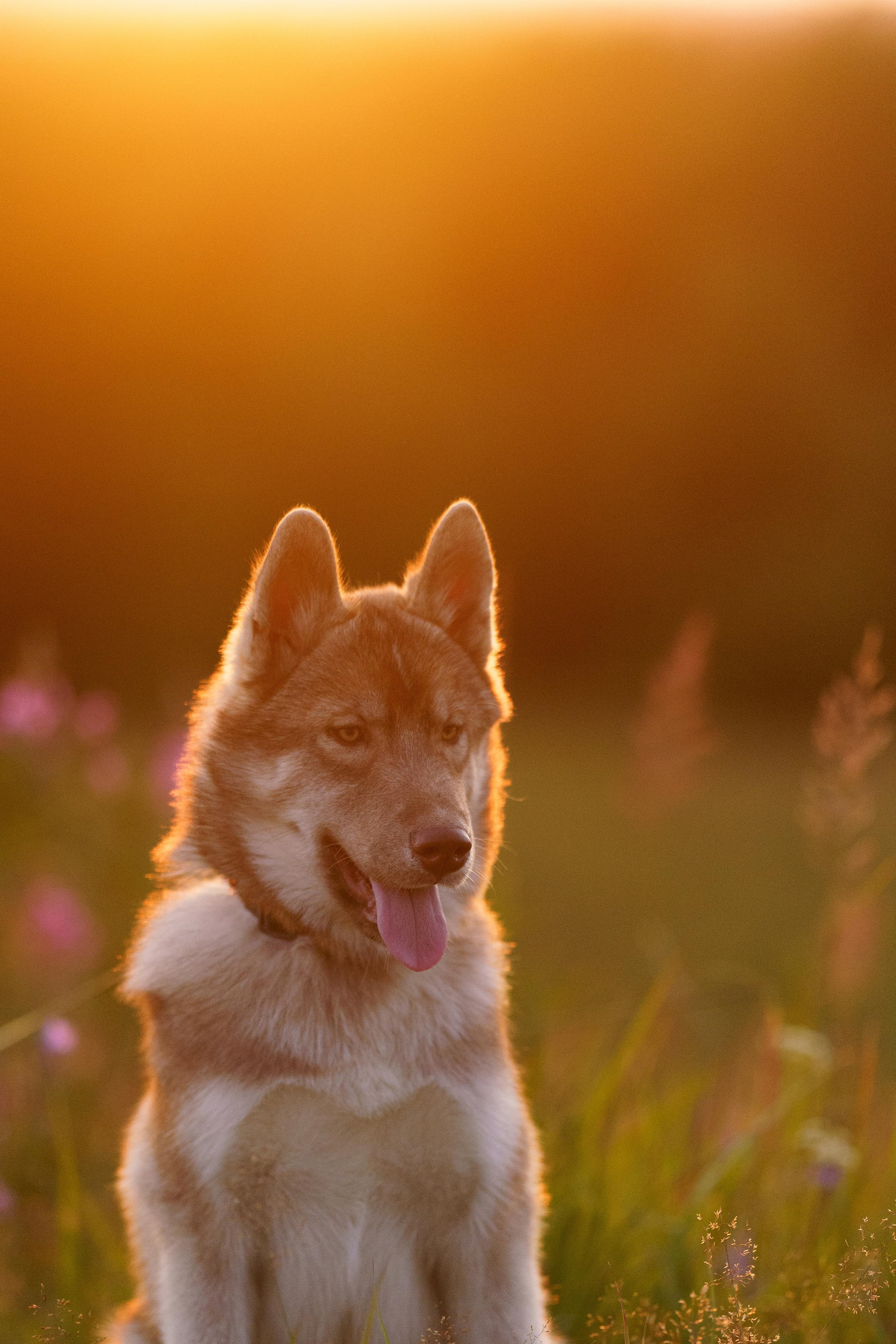 Сибирский хаски Альп. Фотограф-анималист в Санкт-Петербурге